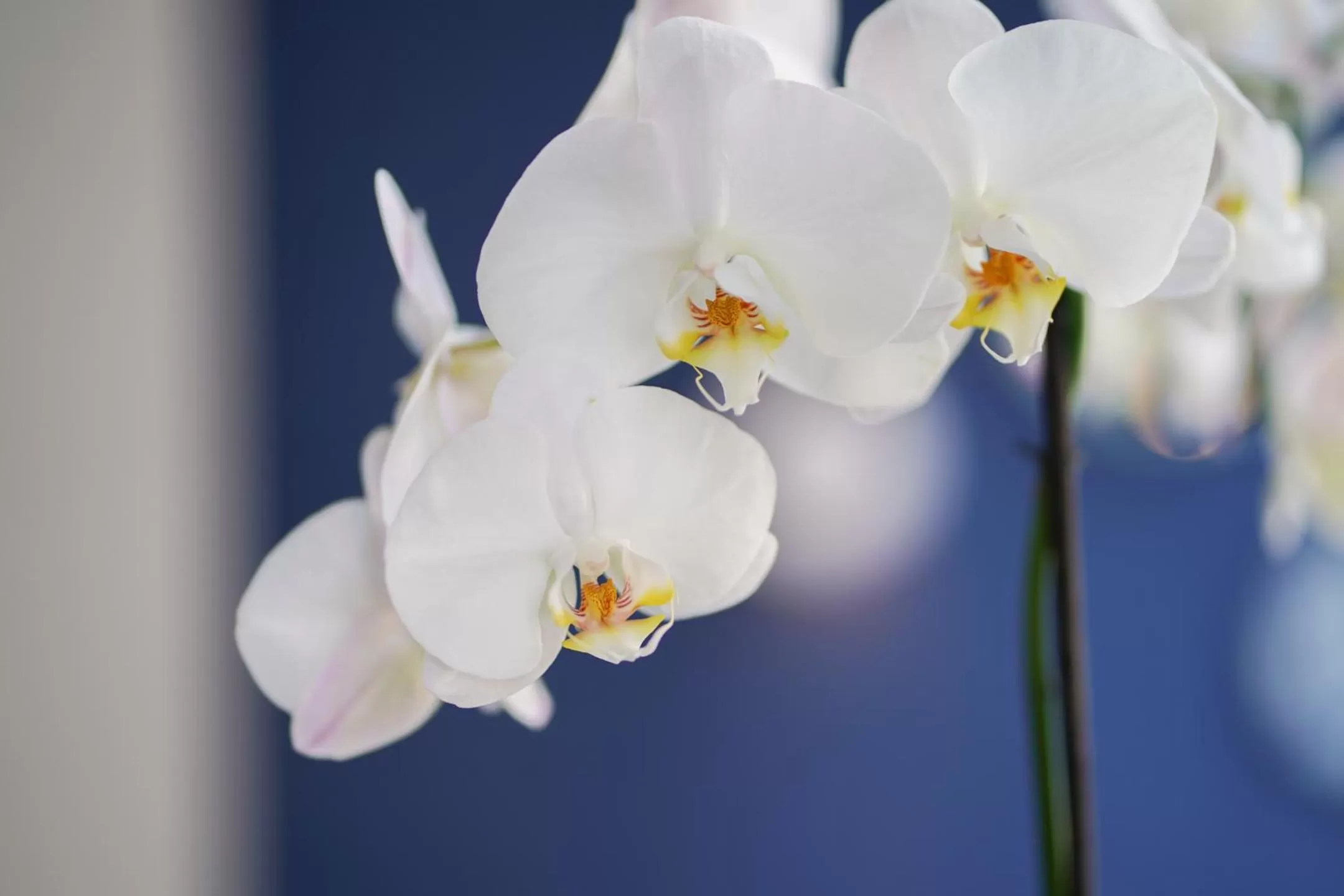 Decorative detail in Amistad hotel