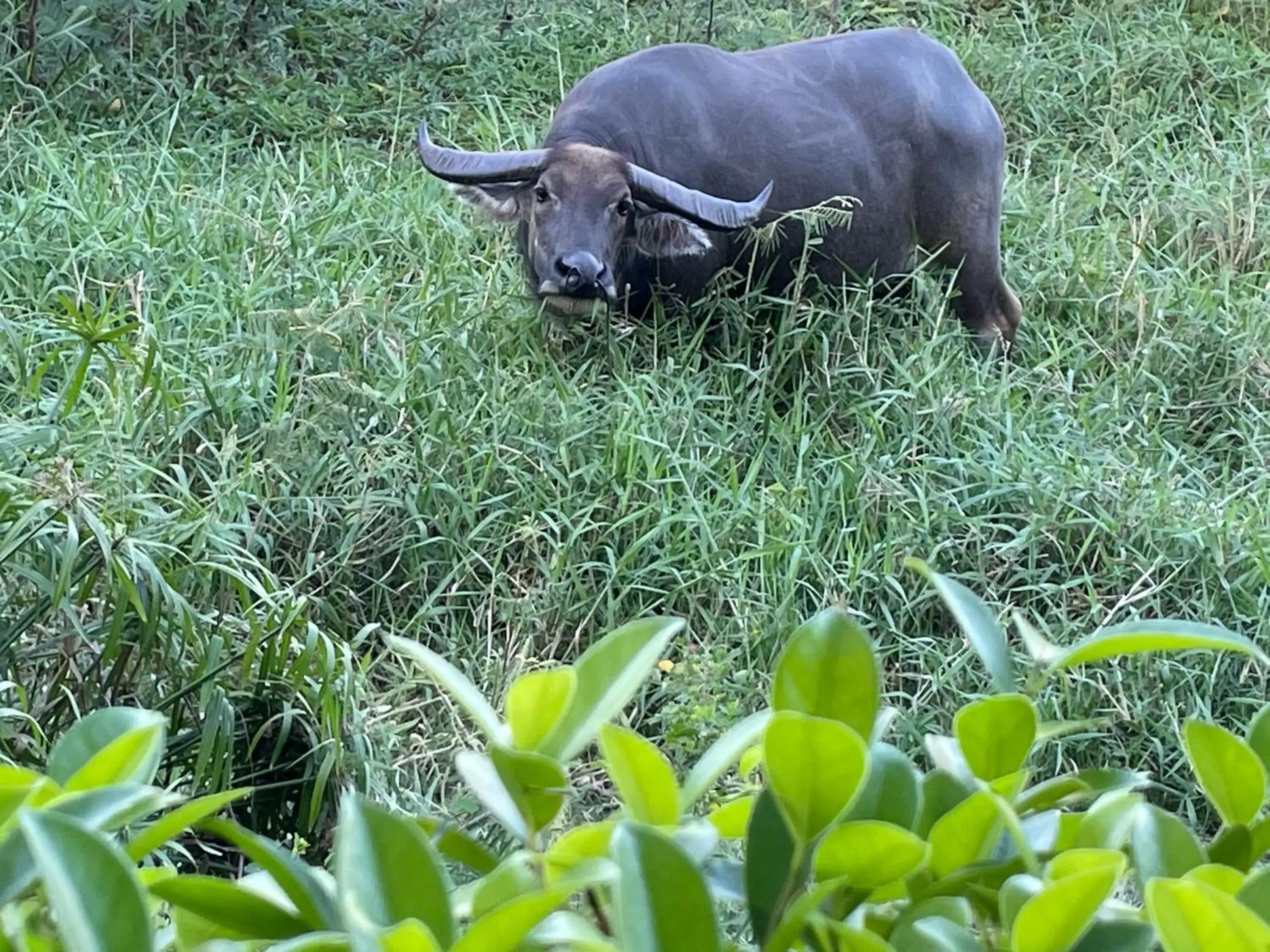 Natural landscape, Other Animals in ZEN Boutique Hoi An