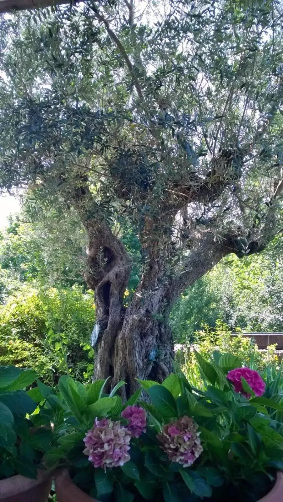 Garden view, Garden in Il giuggiolo