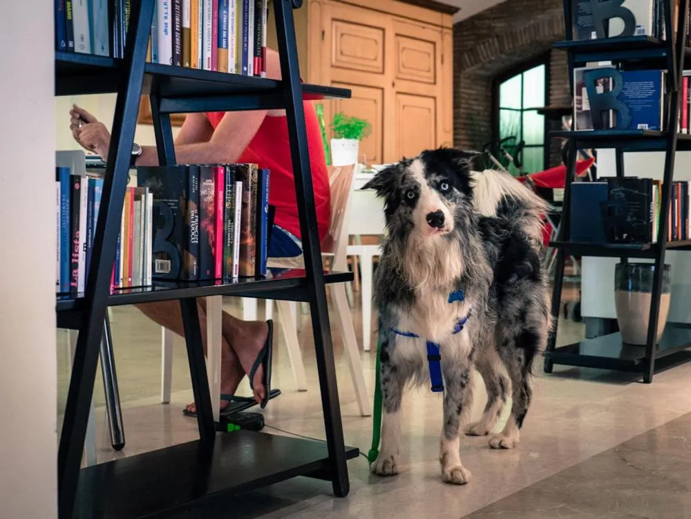 Pets in Hotel Principe SNC di Paloschi Valentina e Giulia