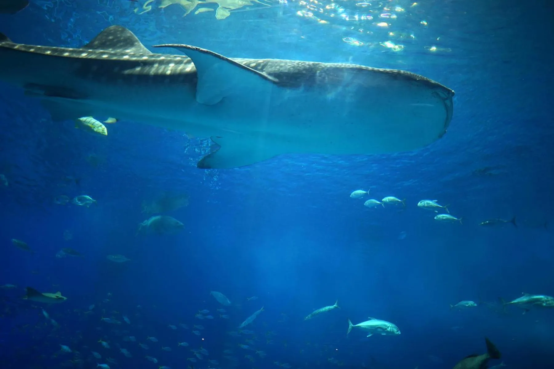 Nearby landmark in HOTEL SANSUI NAHA Ryukyu Onsen Naminoue-No-Yu