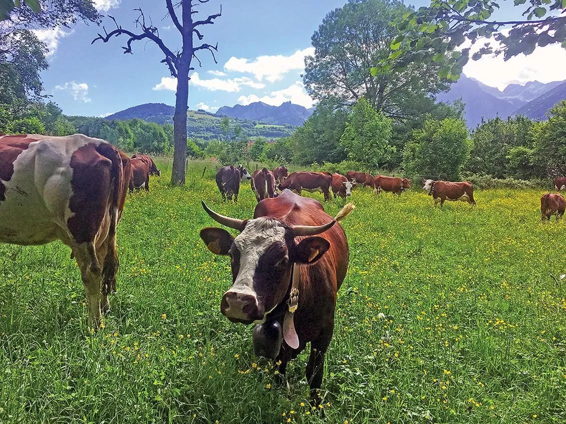 Other, Other Animals in L'OURSERIE Bed & Breakfast