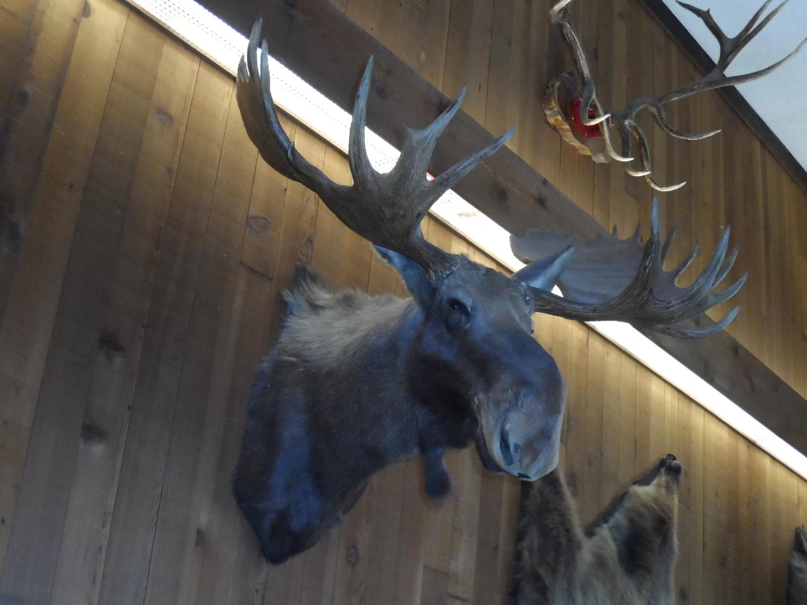 Lobby or reception in Bear Lodge Motel