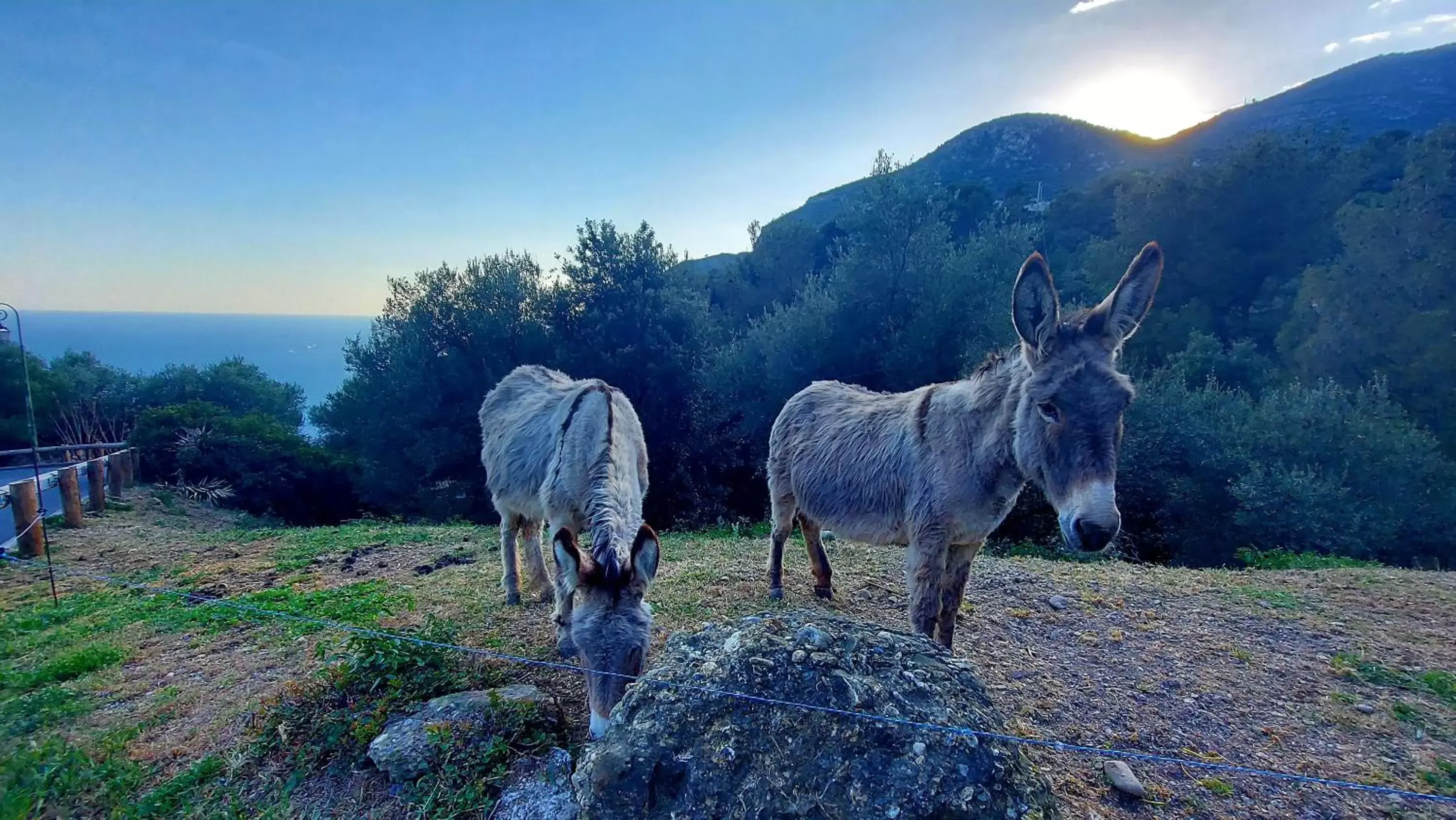 Other Animals in La Bombonière & Spa