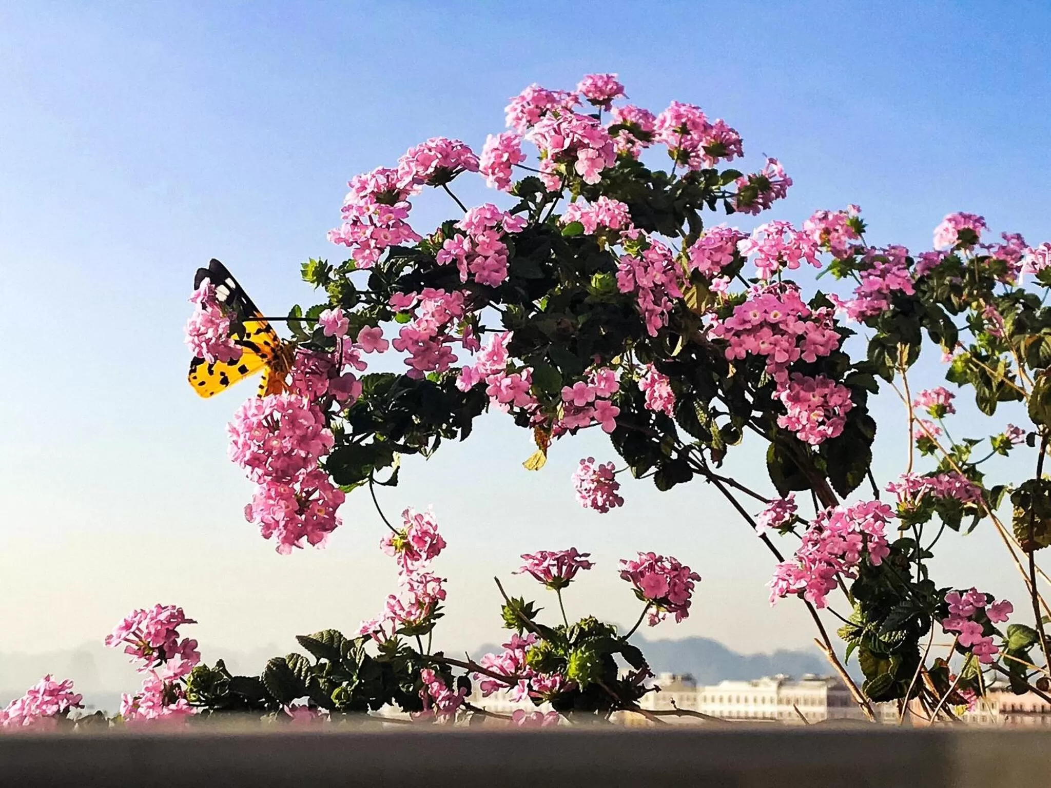 Garden in Elysinam Boutique Hotel Ha Long