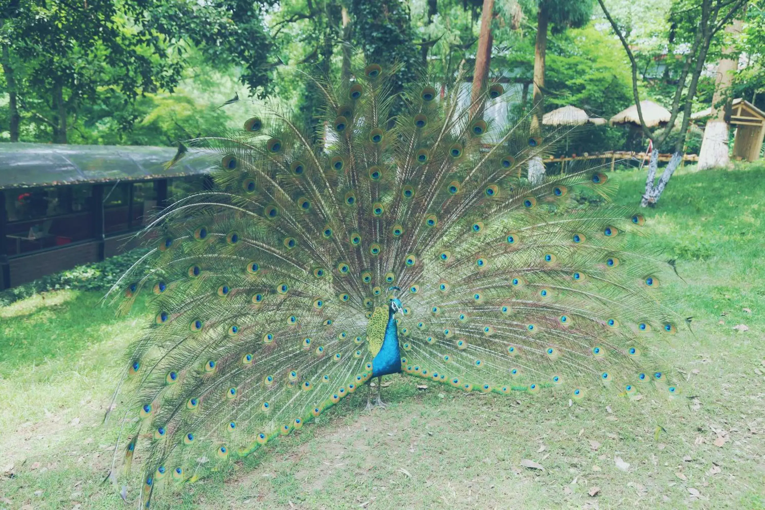 Children play ground, Other Animals in Shangri-La Hotel, Hangzhou