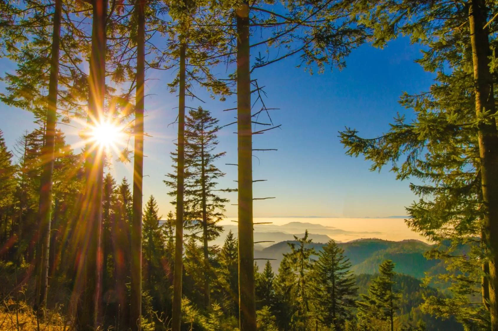 Spring in Wellness-& Nationalpark Hotel Schliffkopf, BWSC