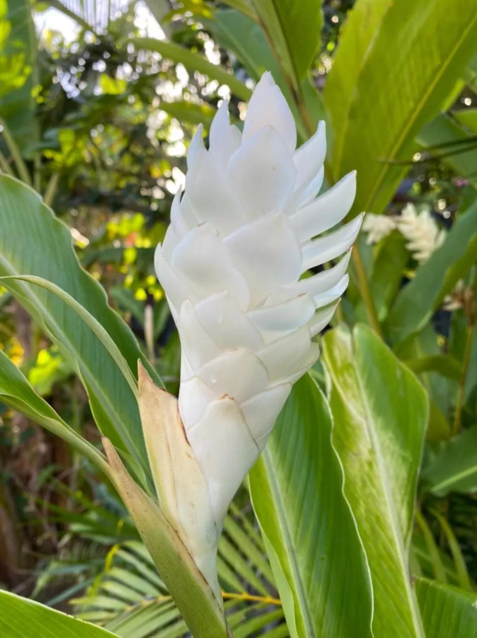Villa Cajou chambres d'hôtes chez l'habitant et Zanzibar cottage