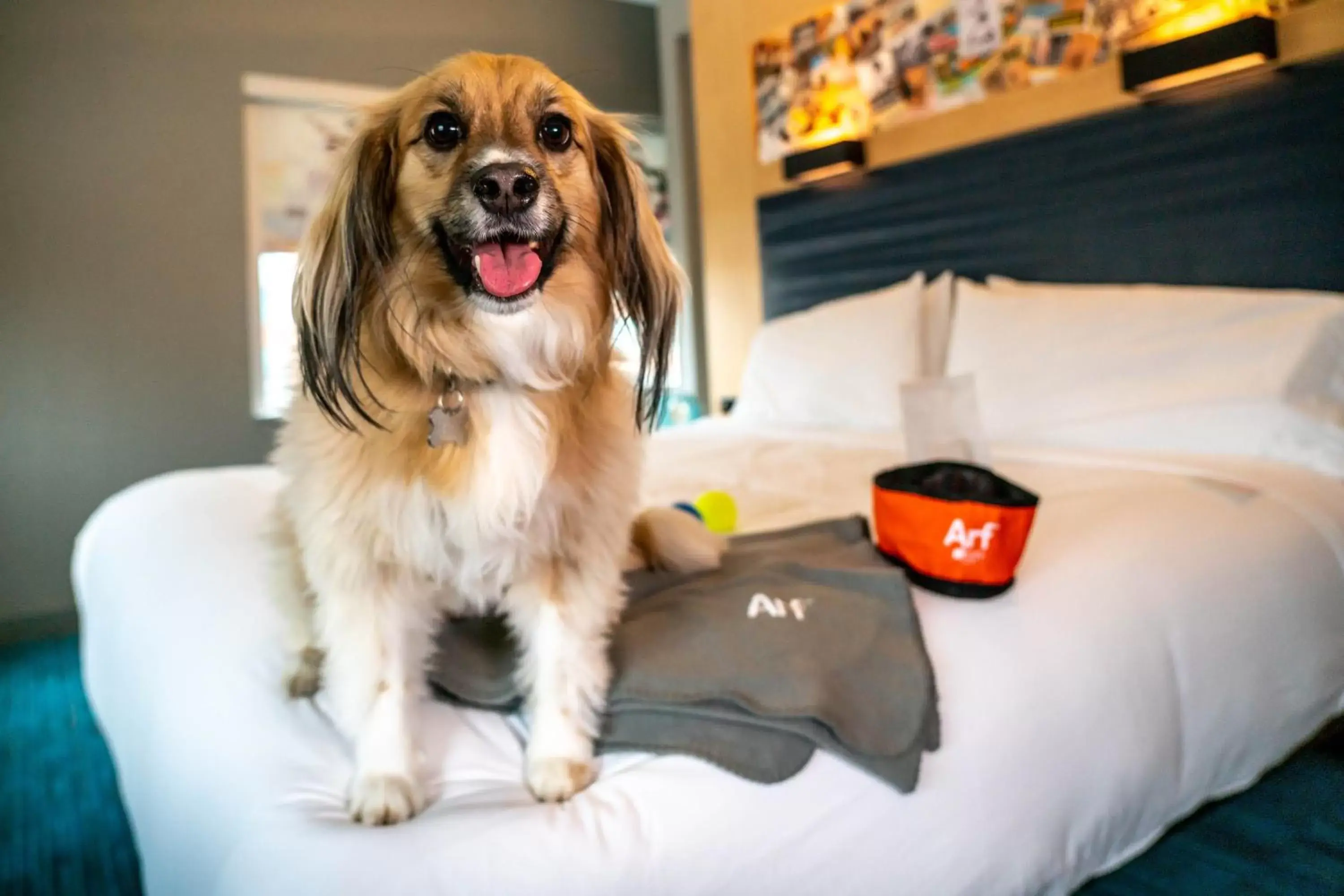 Other, Pets in Aloft Louisville Downtown