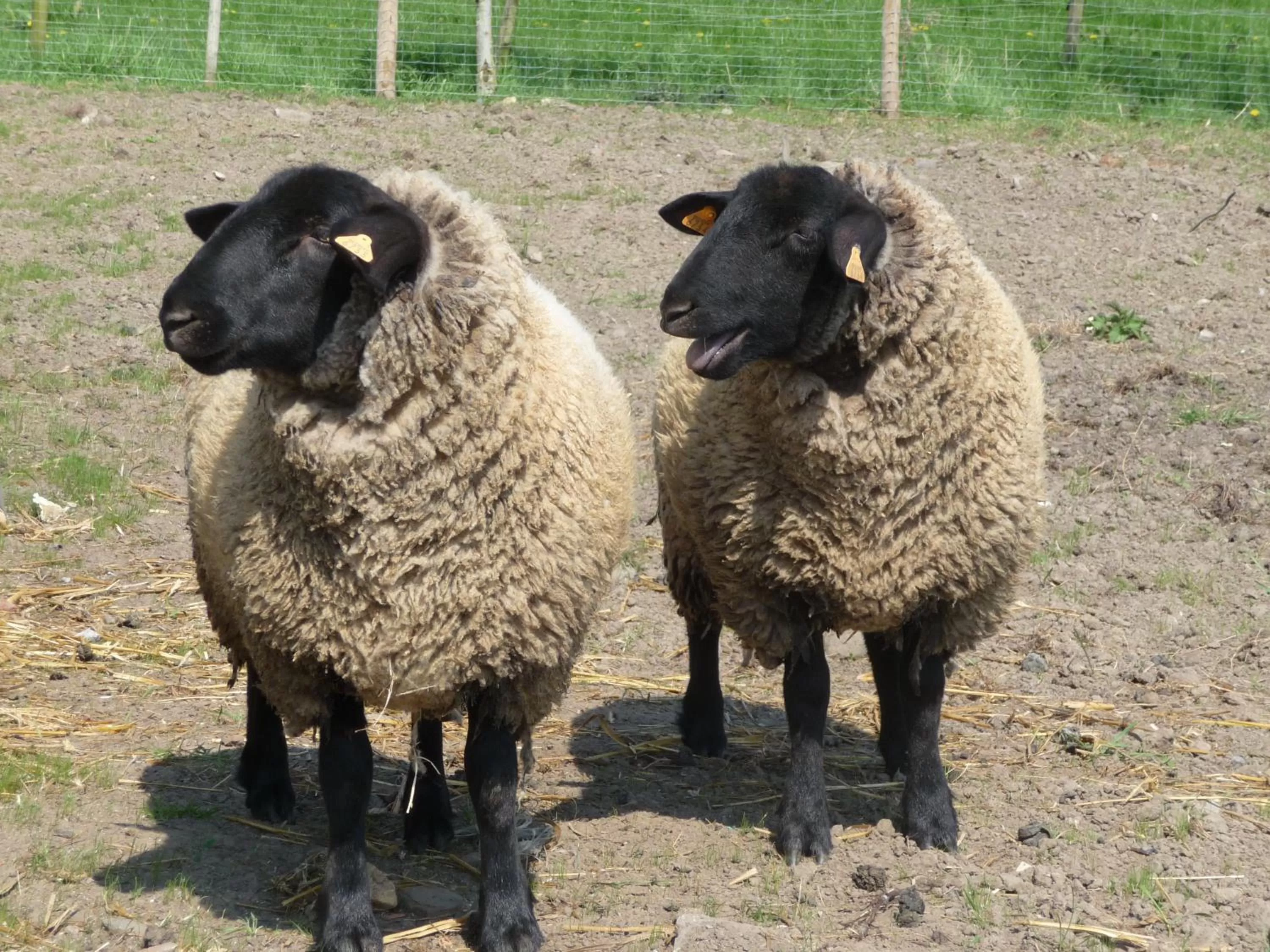 View (from property/room) in B&B De Vossenbarm