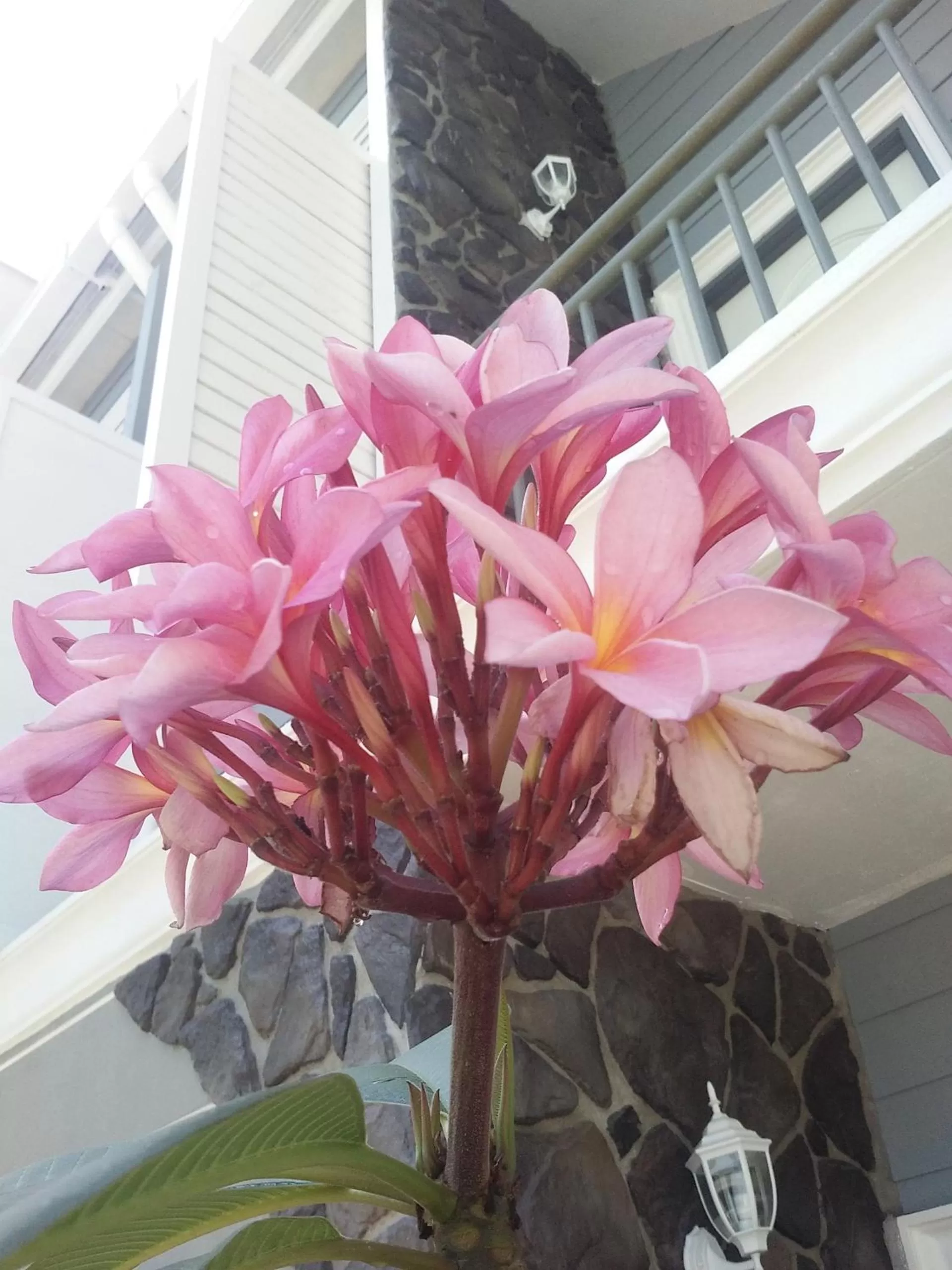 Garden in Royale Chenang Resort