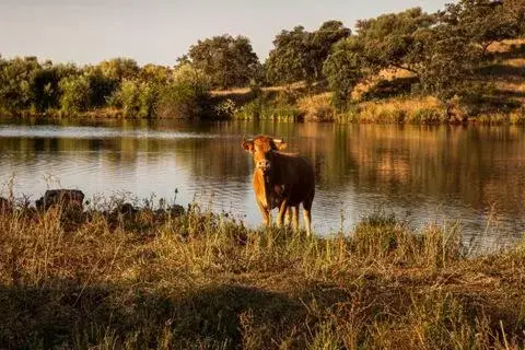 Natural landscape, Other Animals in Alojamiento Rural Finca Barral