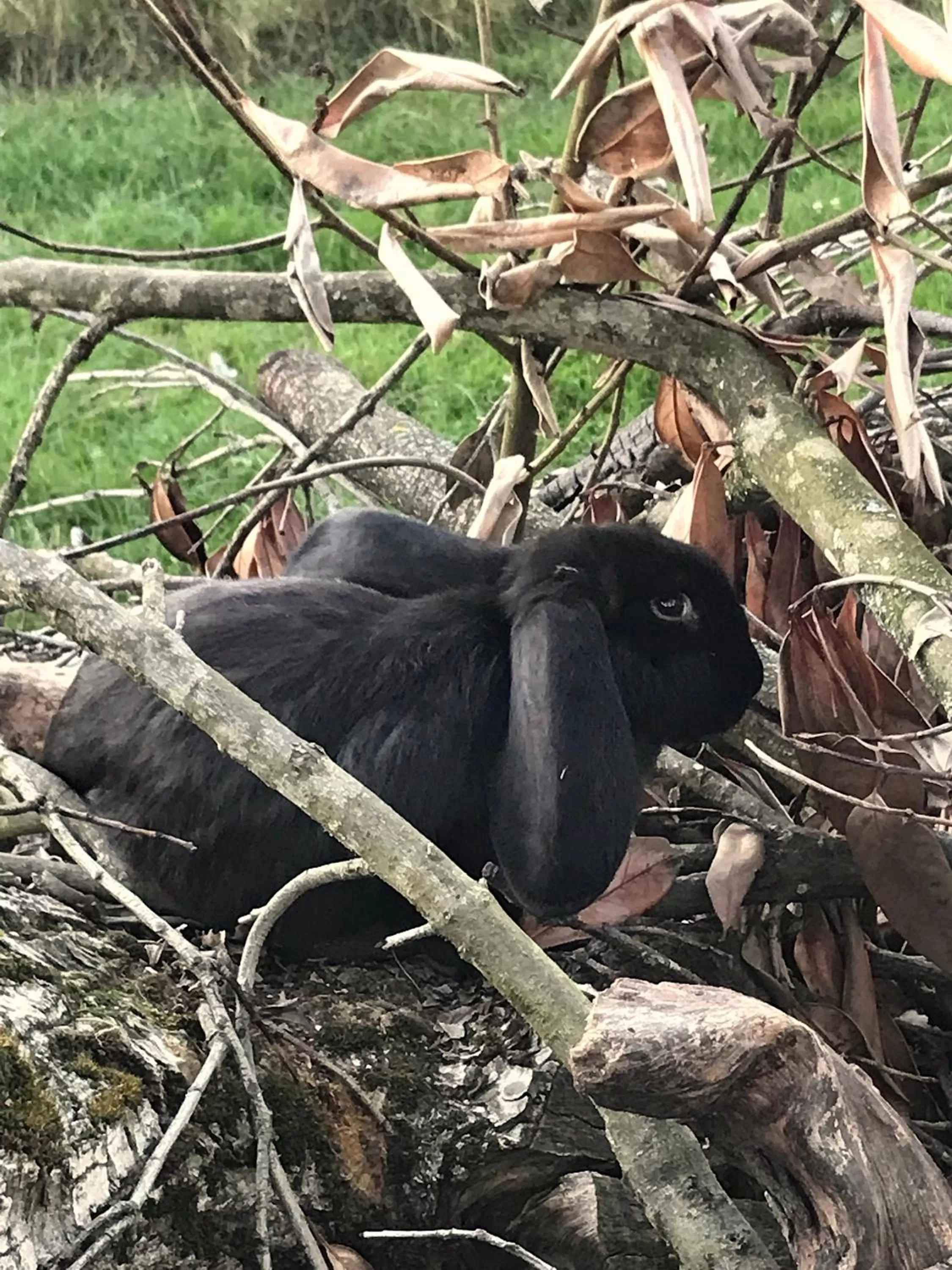 Other Animals in Chez Gustave & Compagnie