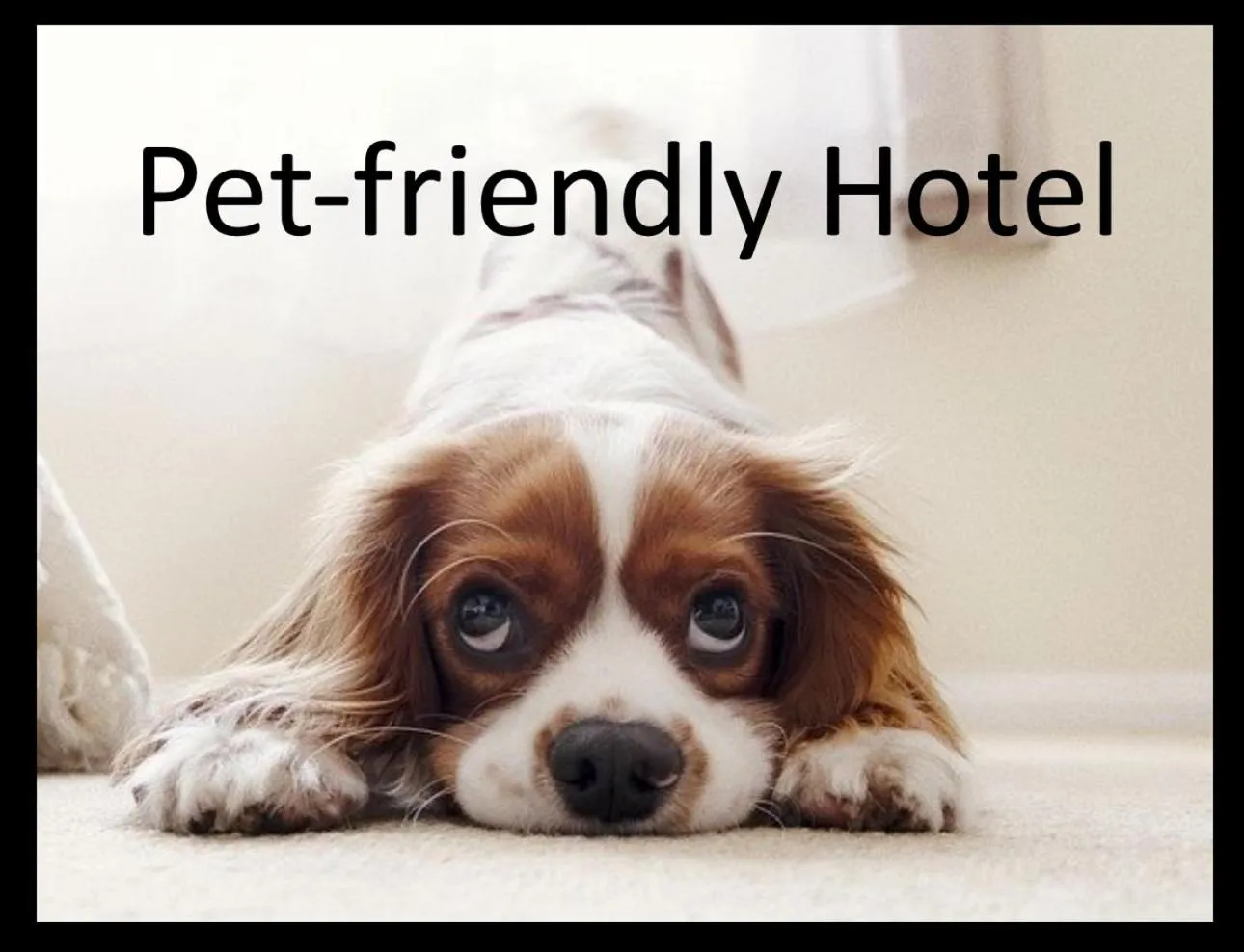 Animals in Euromotel Croce Bianca