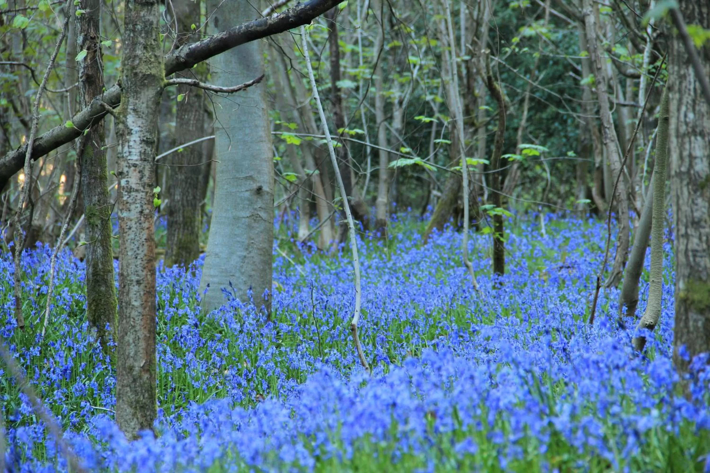 Garden, Natural Landscape in Gravetye Manor
