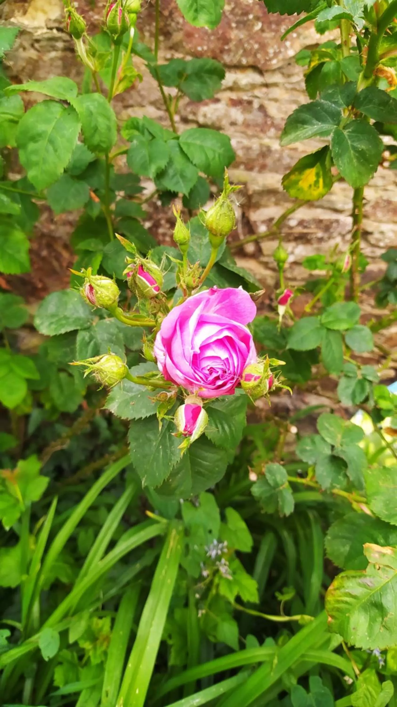 Garden in Ker Anahid - L'Atelier