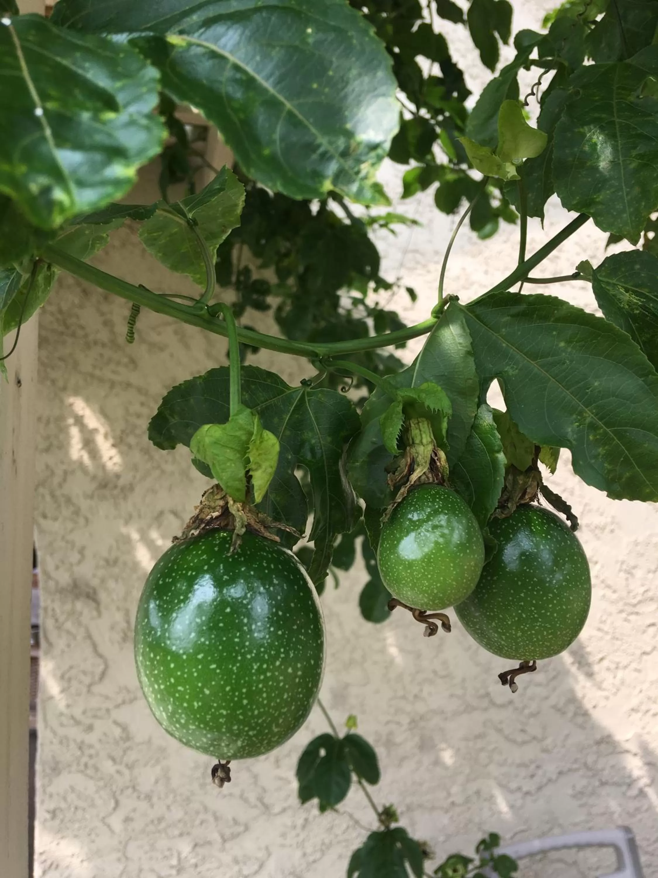 Garden in Kona Bayview Inn