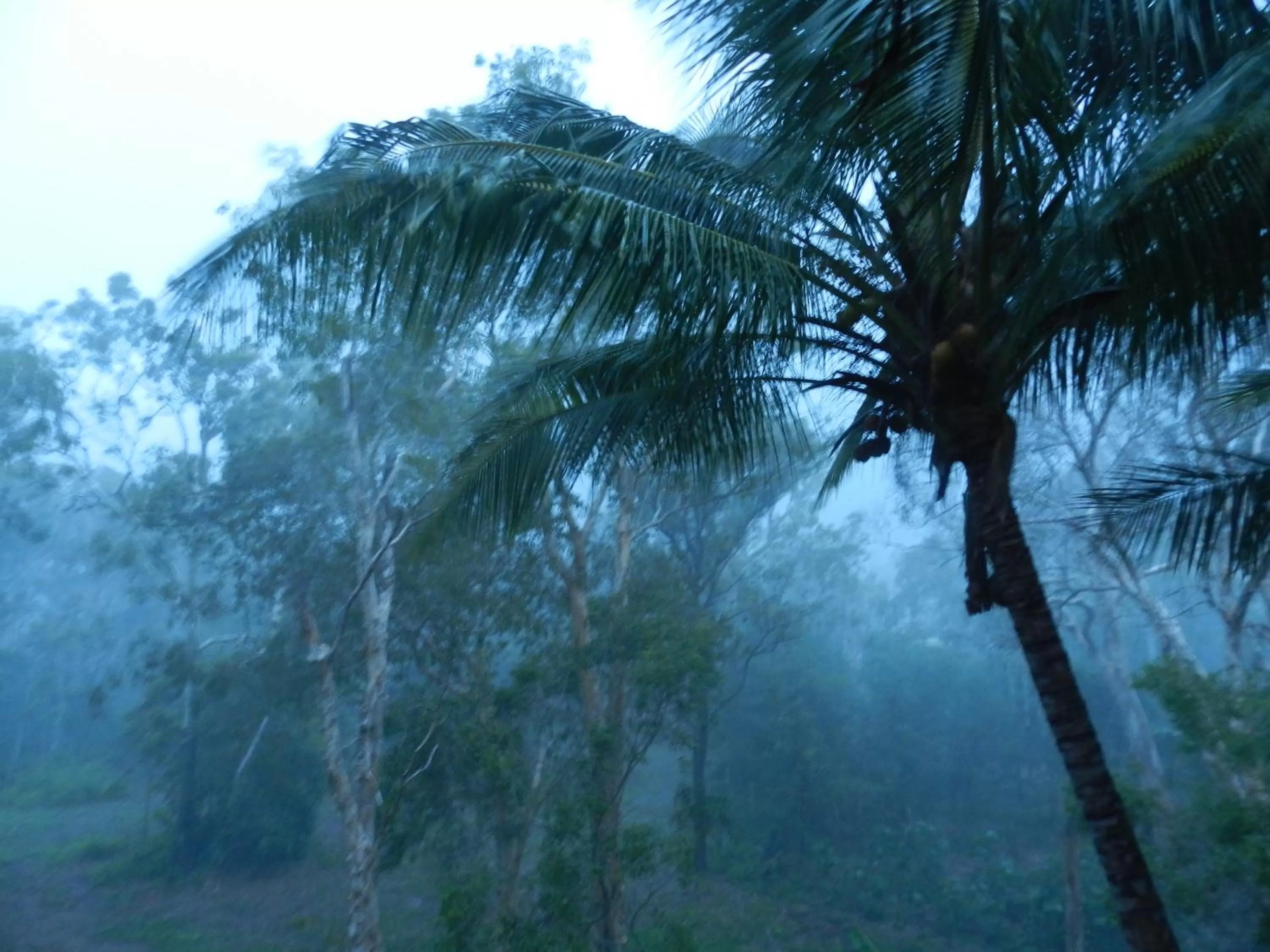 Natural landscape in Oskar's Rain Forest Retreat