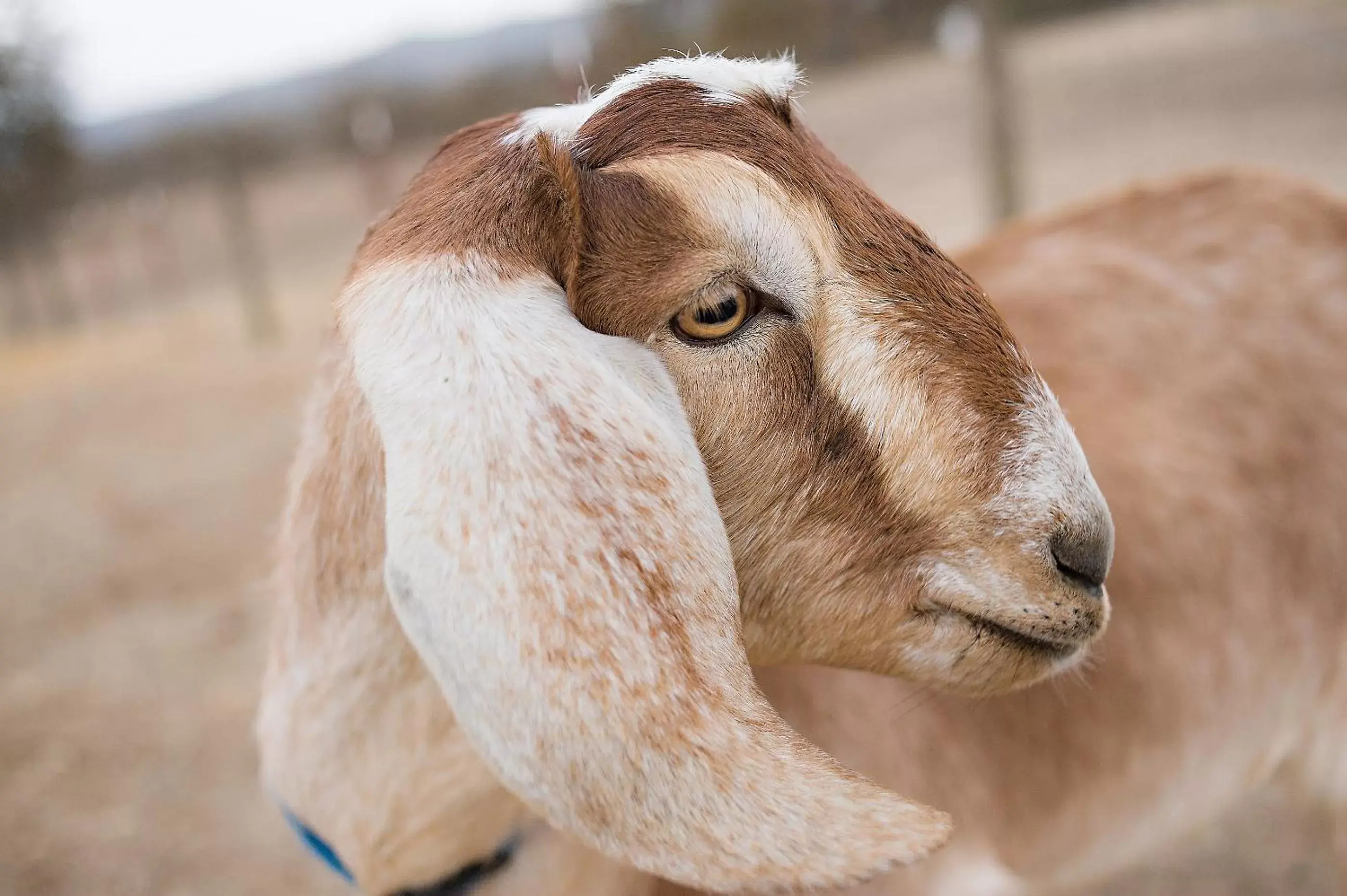 Other Animals in Rêves de Moutons