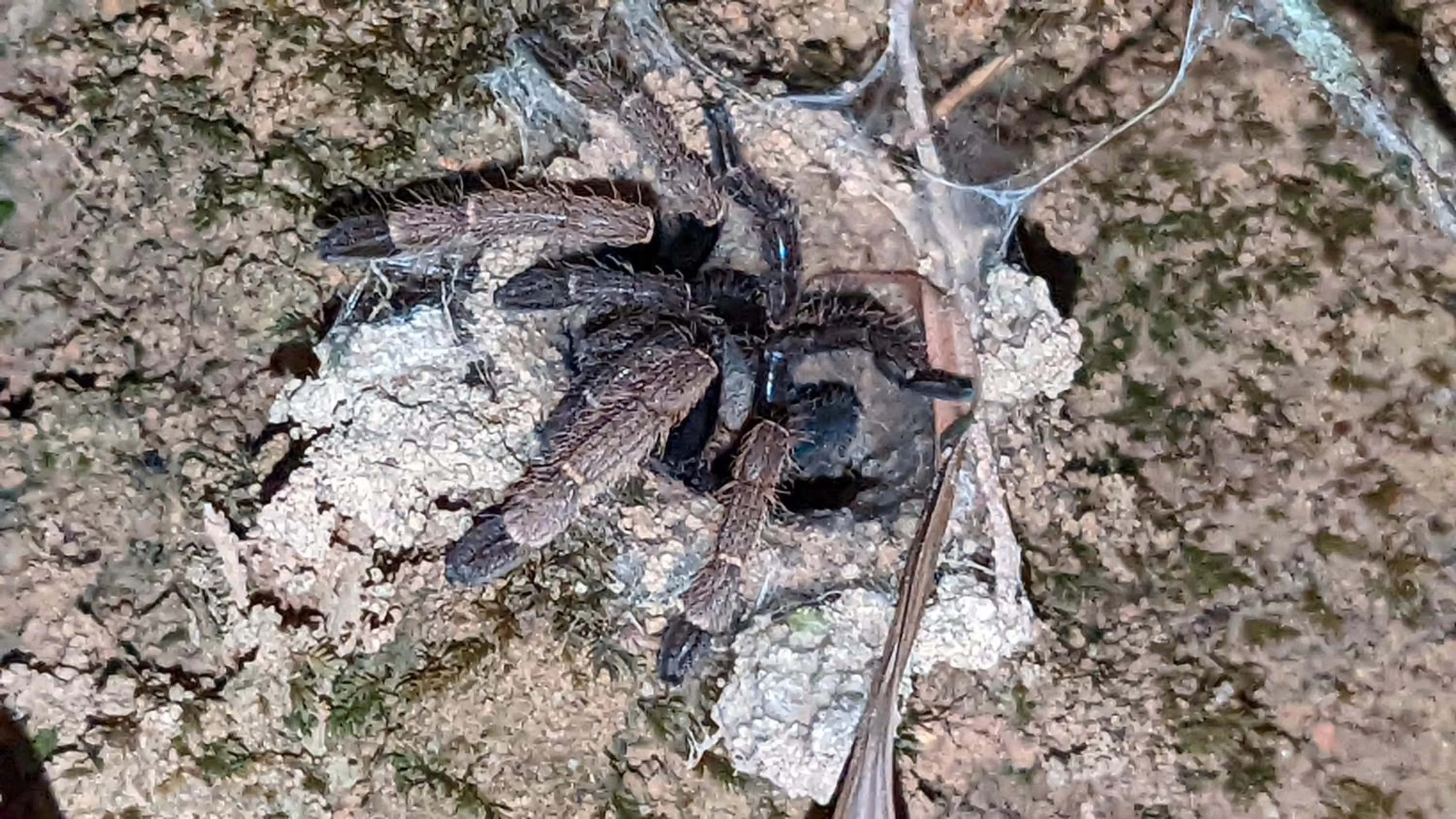 Animals in Khao Sok River & Jungle Resort