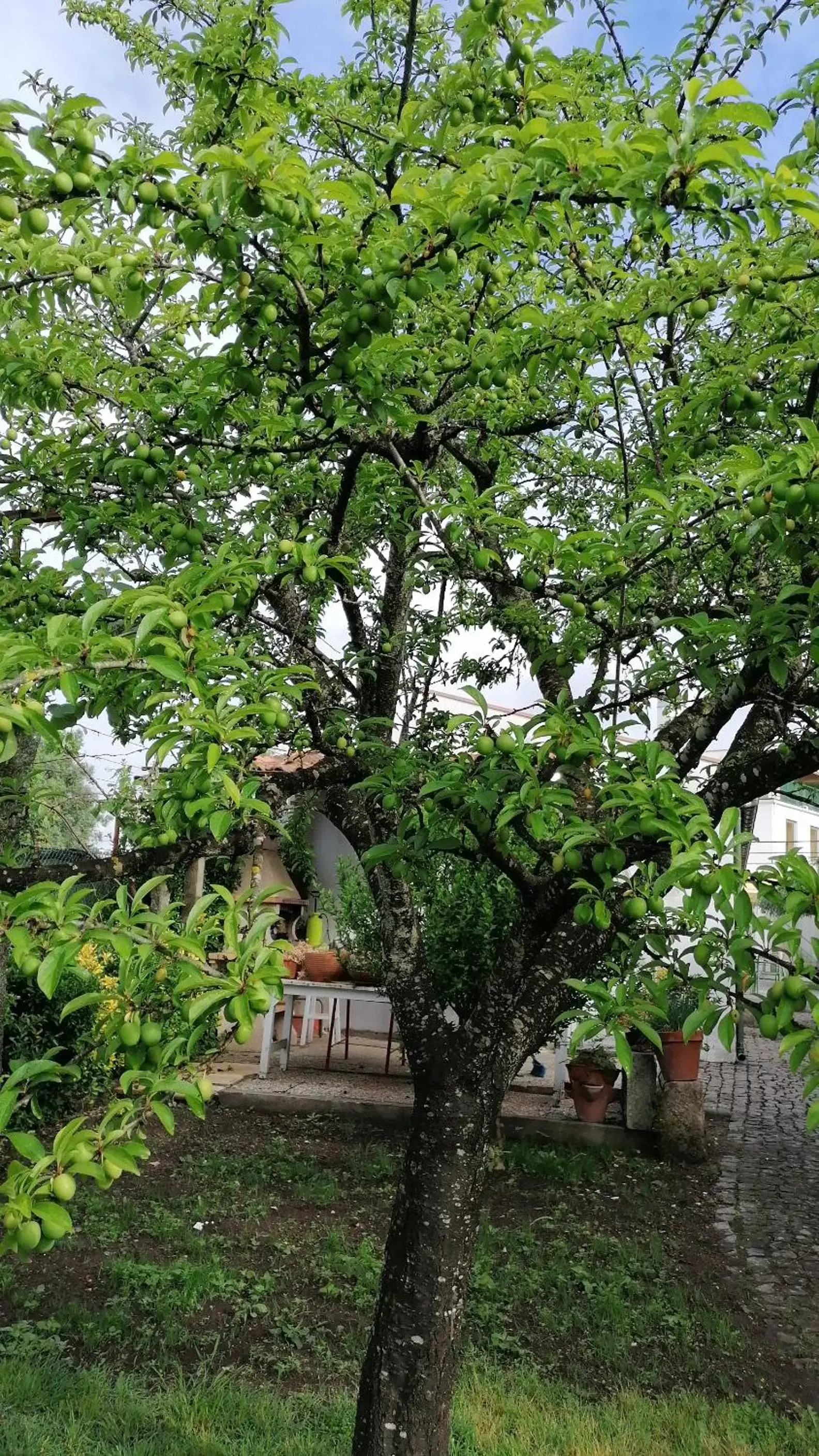 Natural landscape, Garden in Hotel de Charme Casa Fundevila