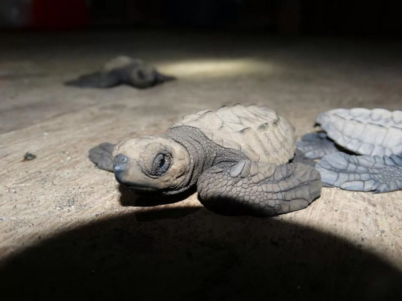 Activities in Posada Turística Rocas De Cabo Marzo