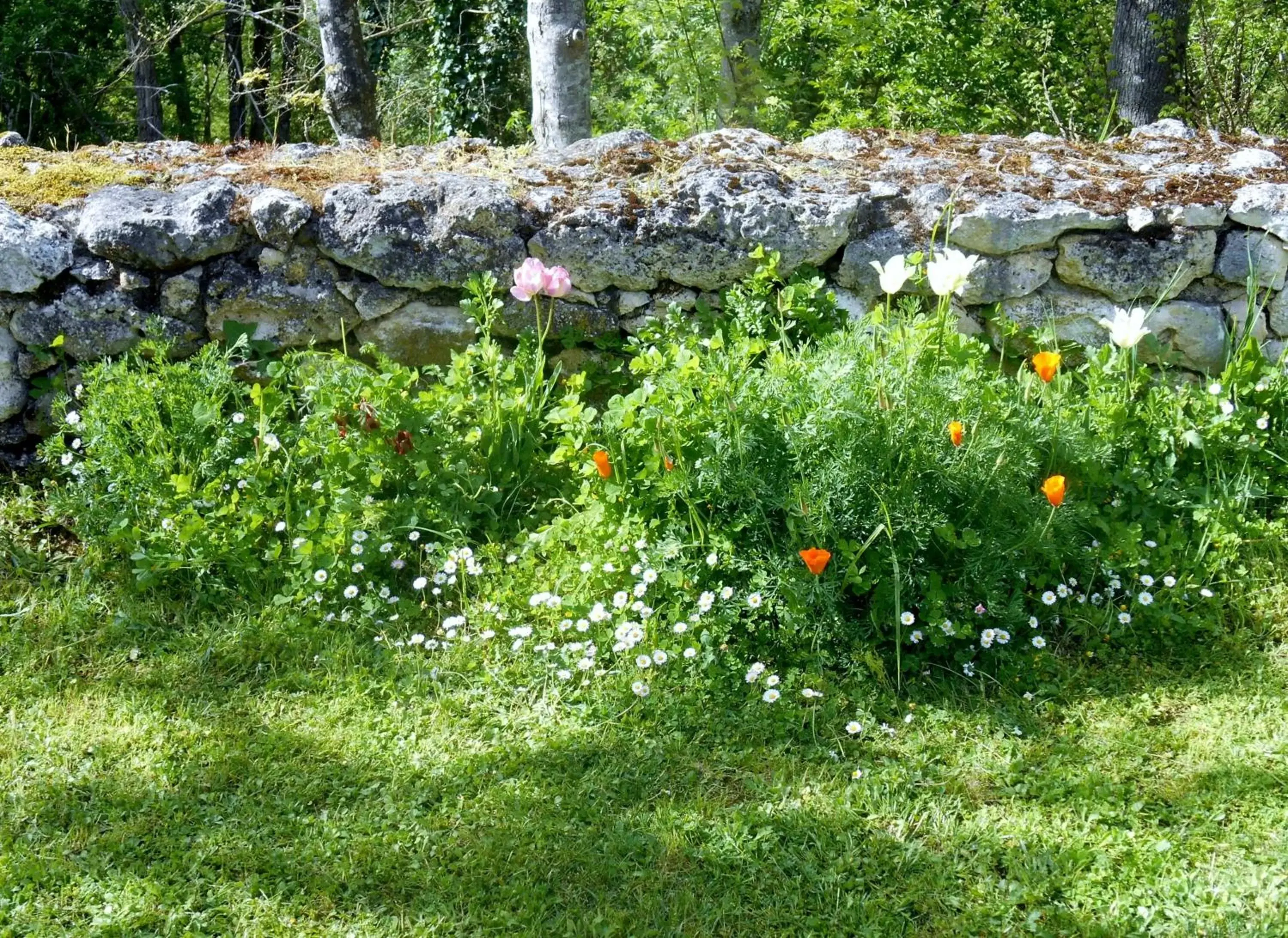 Garden in Le Colombier