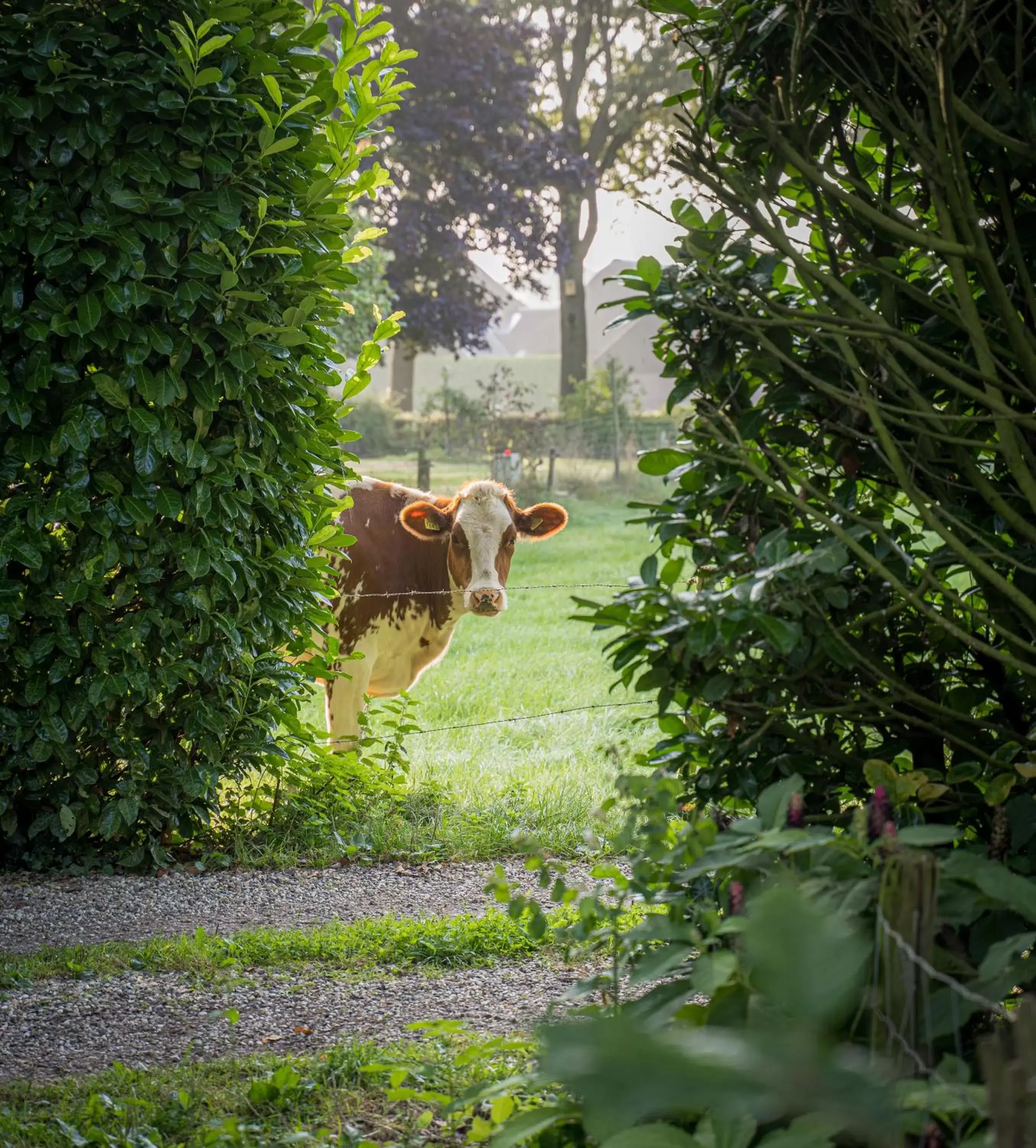 Natural landscape, Other Animals in Sallandelijk Bakhuis