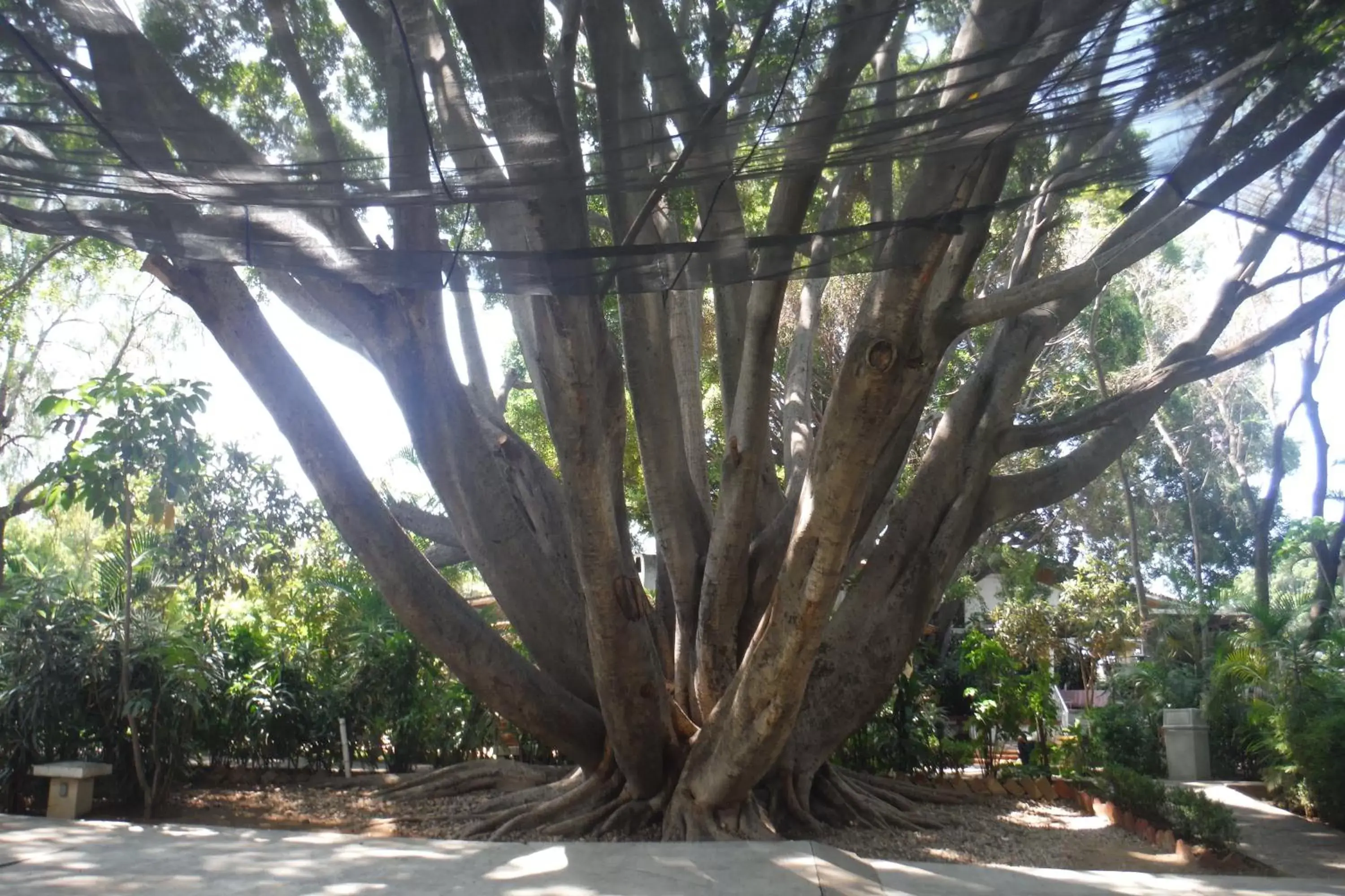 Garden in Mision De Los Angeles