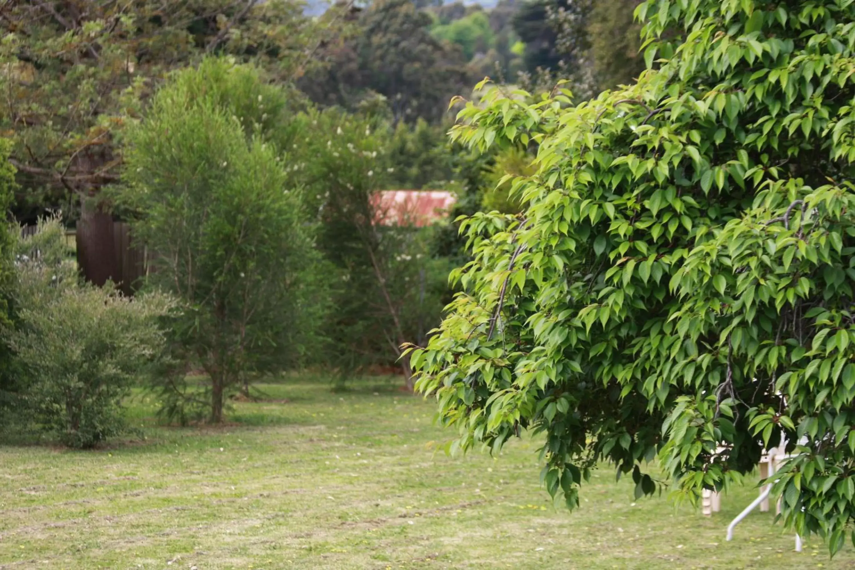 Garden in Opal Motel