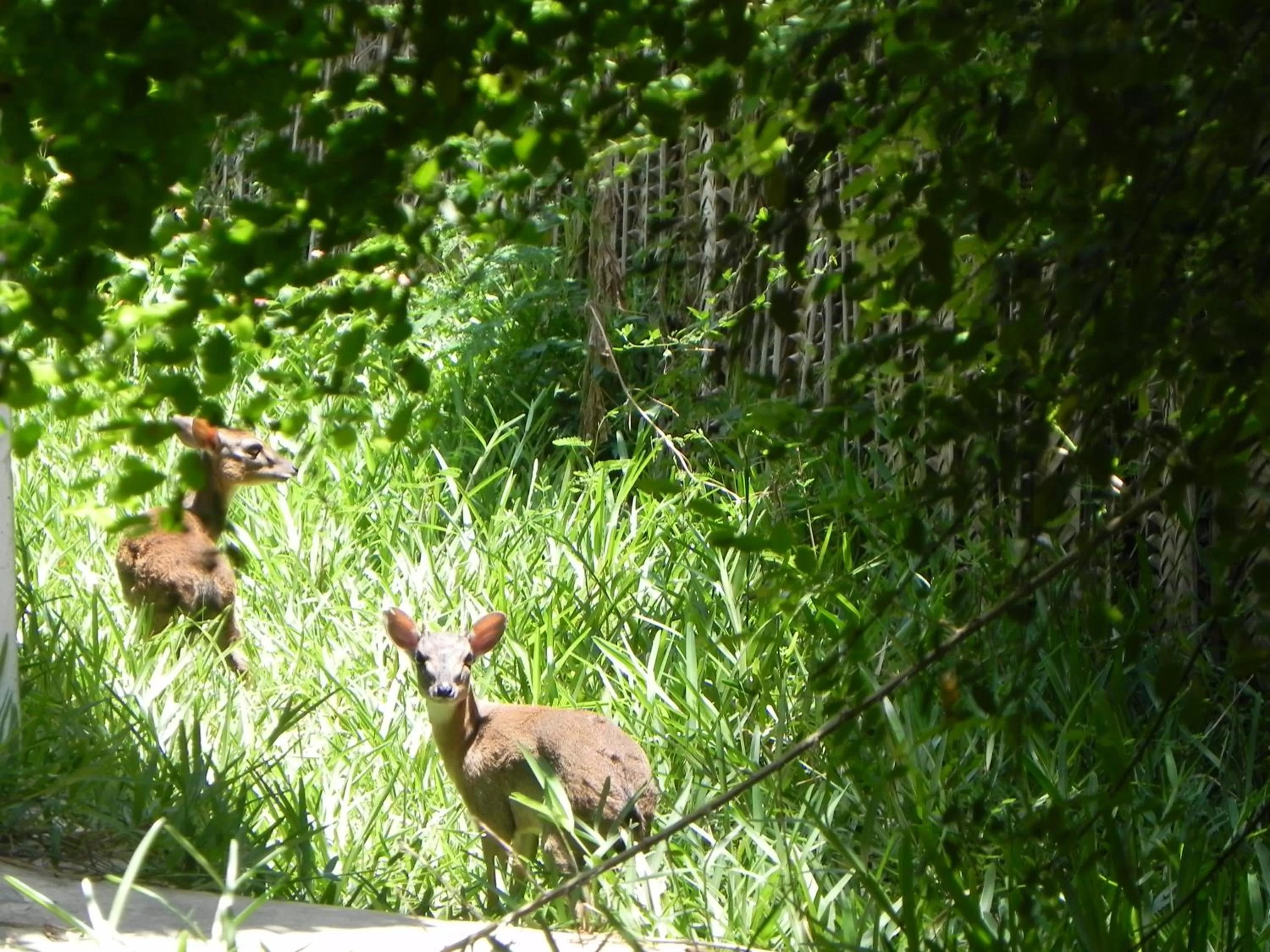 Garden in Langi Langi Beach Bungalows