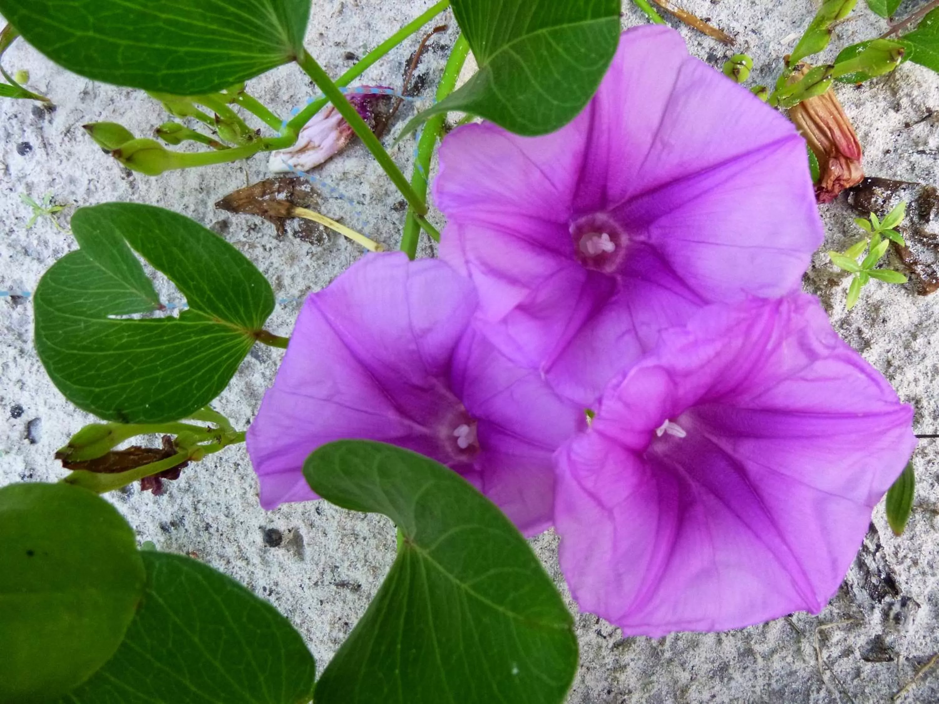 Spring in Casa Violeta