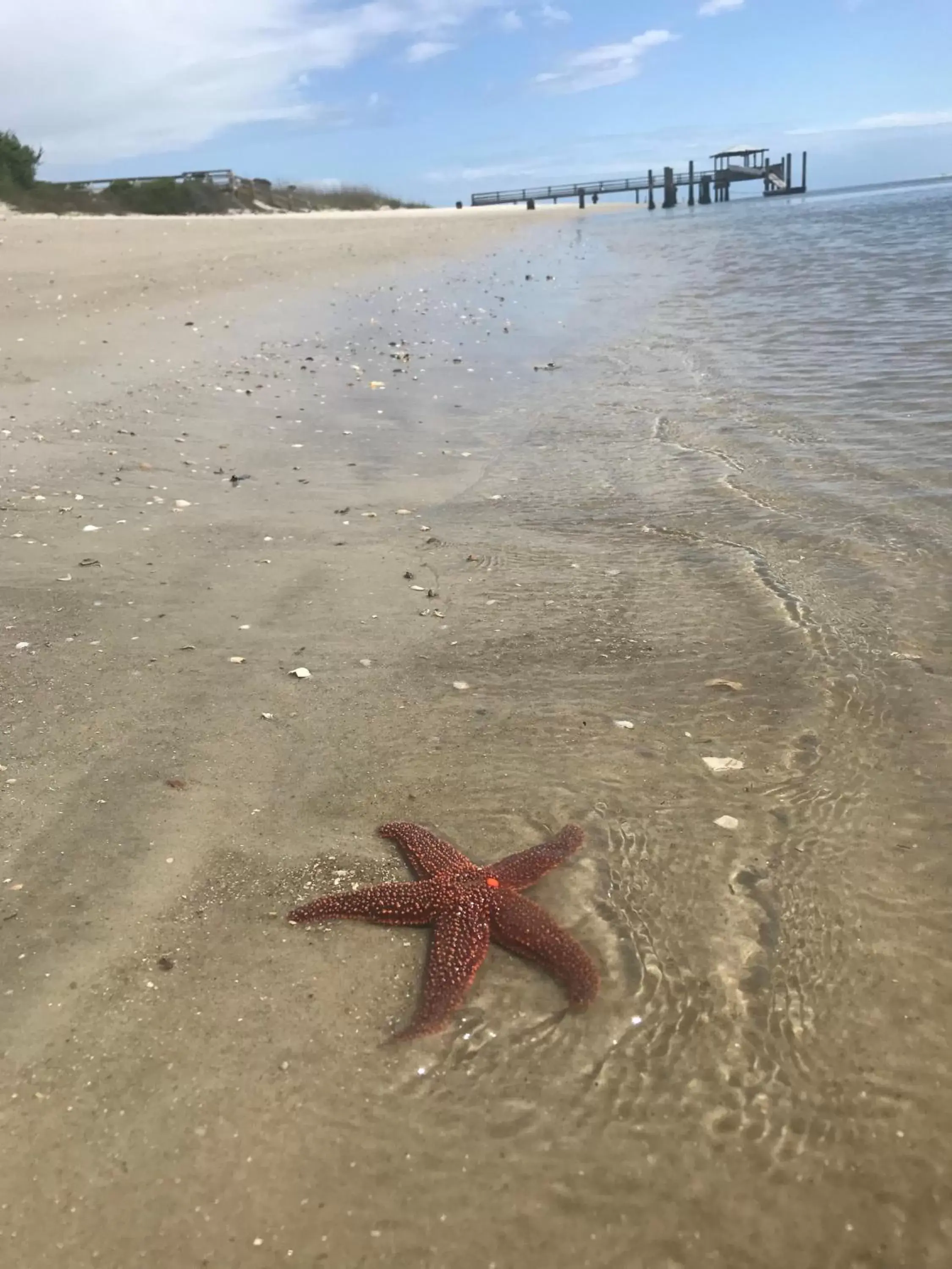 Beach in Hotel Tybee