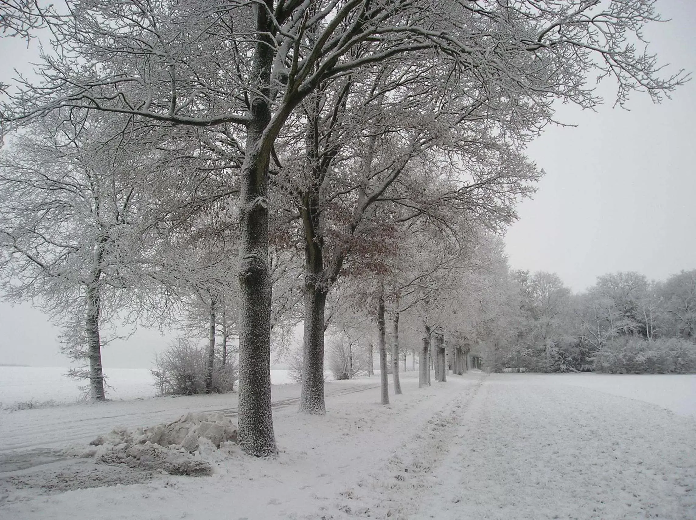 Winter in 't Rond Bargie