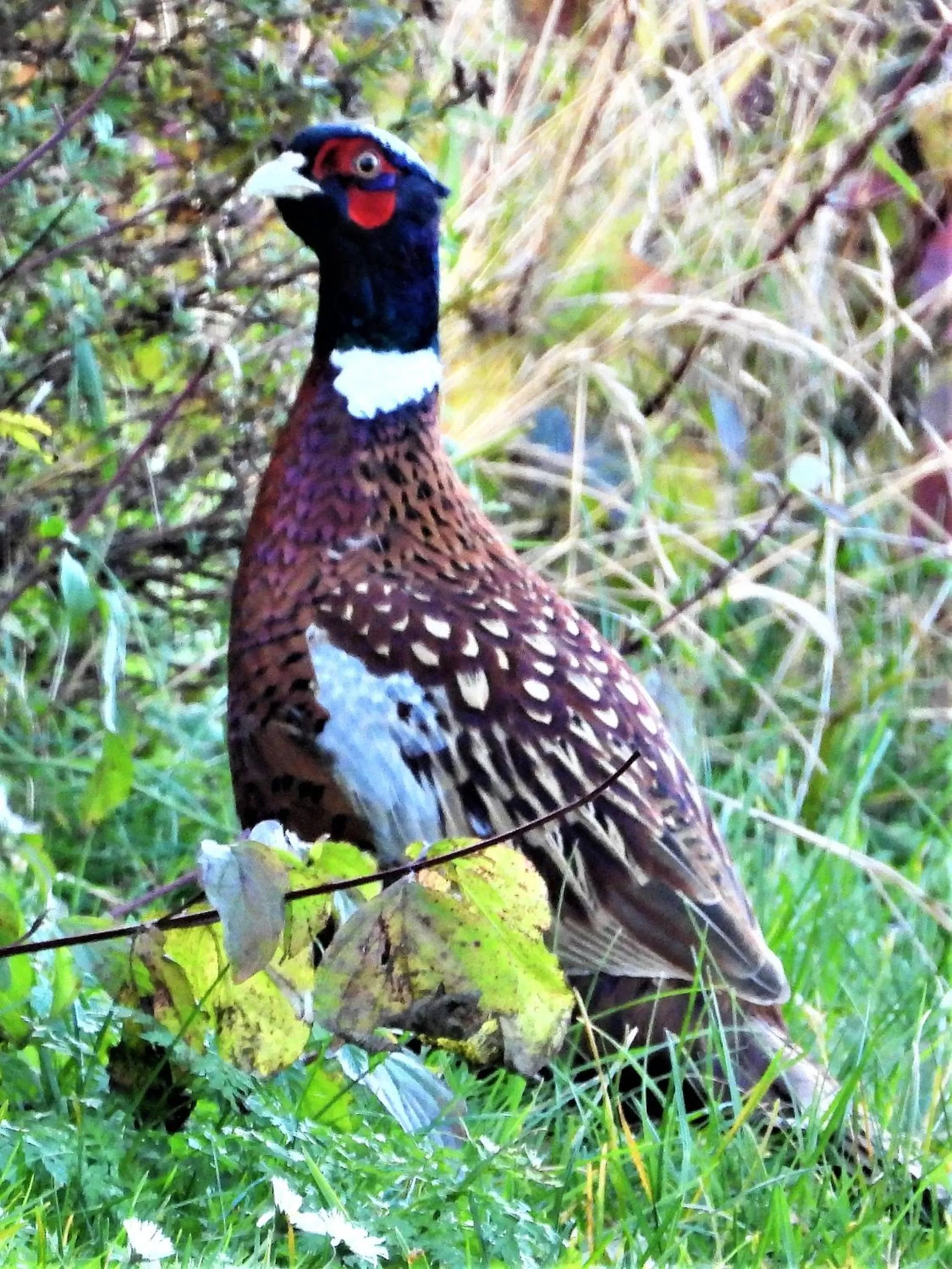 Animals in Engbjerg BnB
