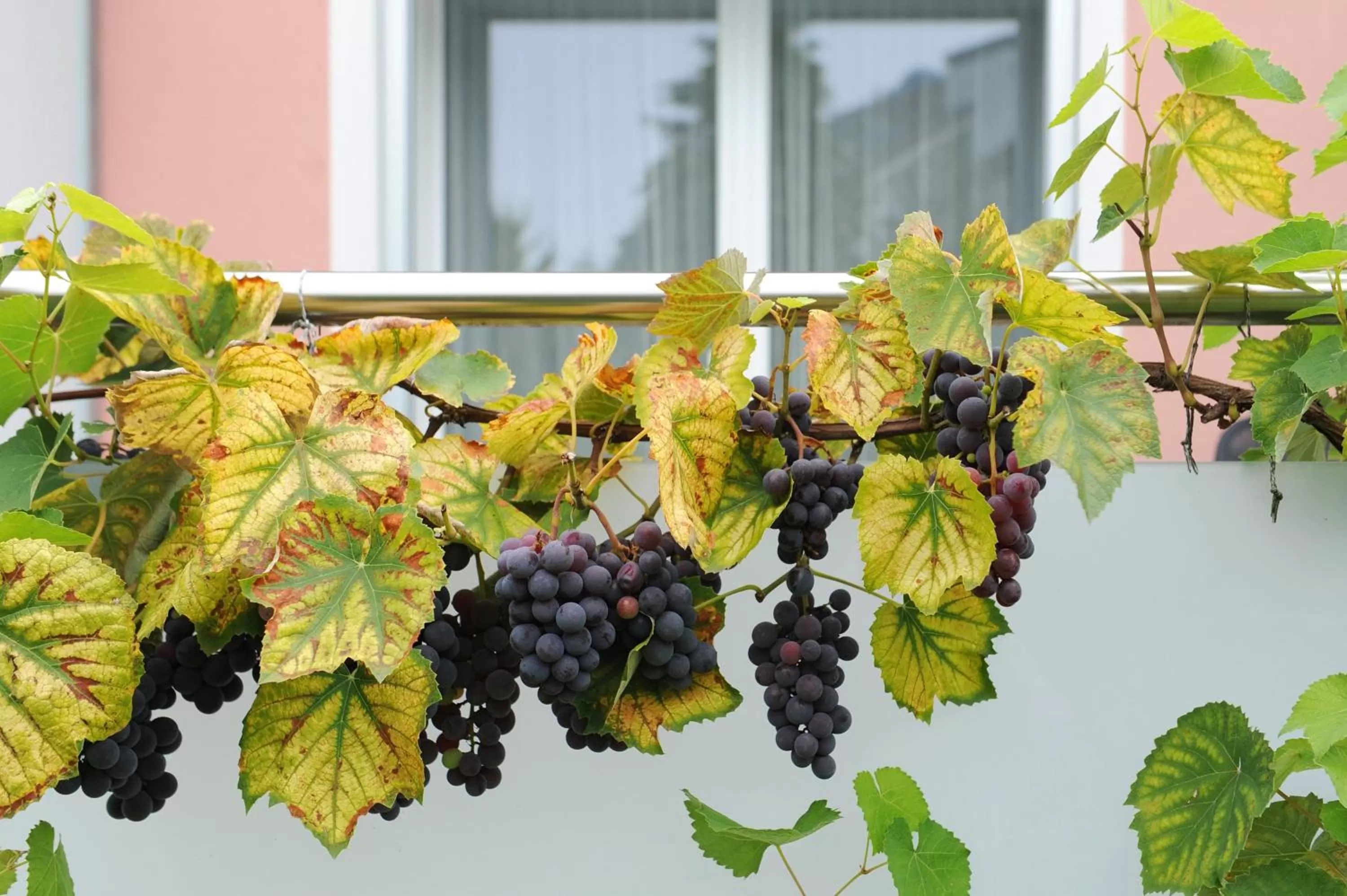 Garden in Hotel Derby Interlaken - self check-in