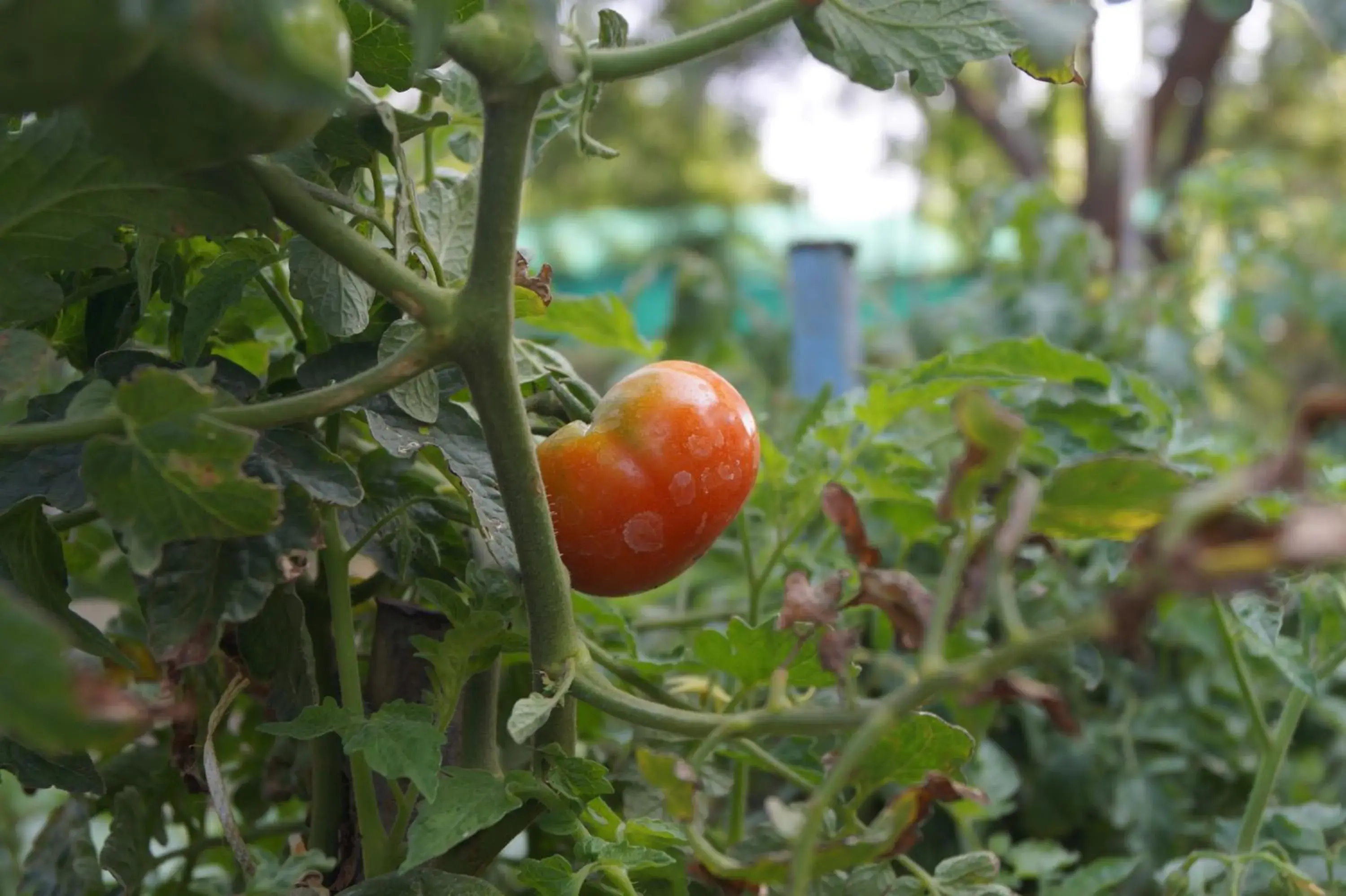 Garden, Food in The Ambassador Ajanta