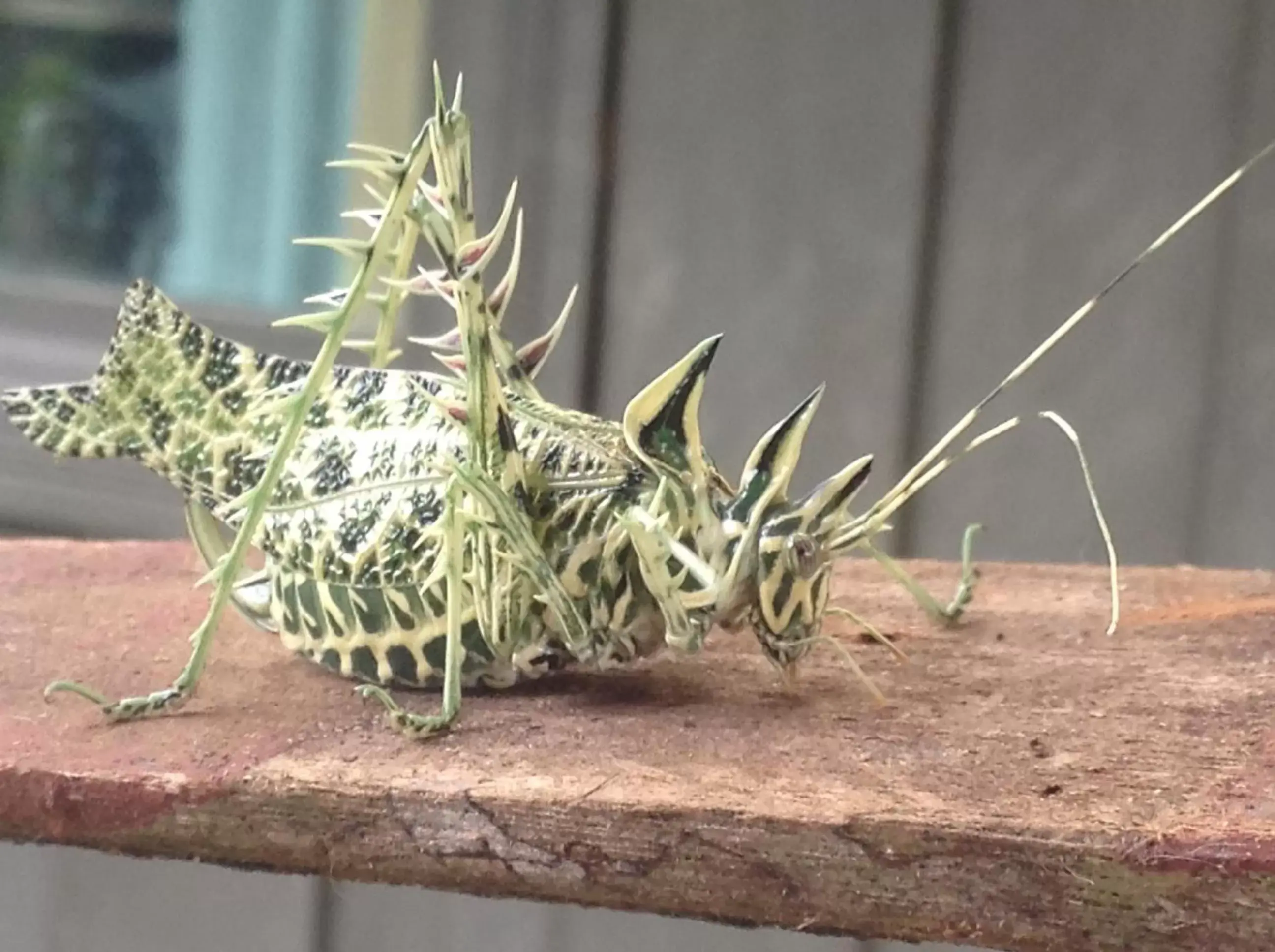 Other Animals in The Lodge at Reventazon River Mountain Ranch