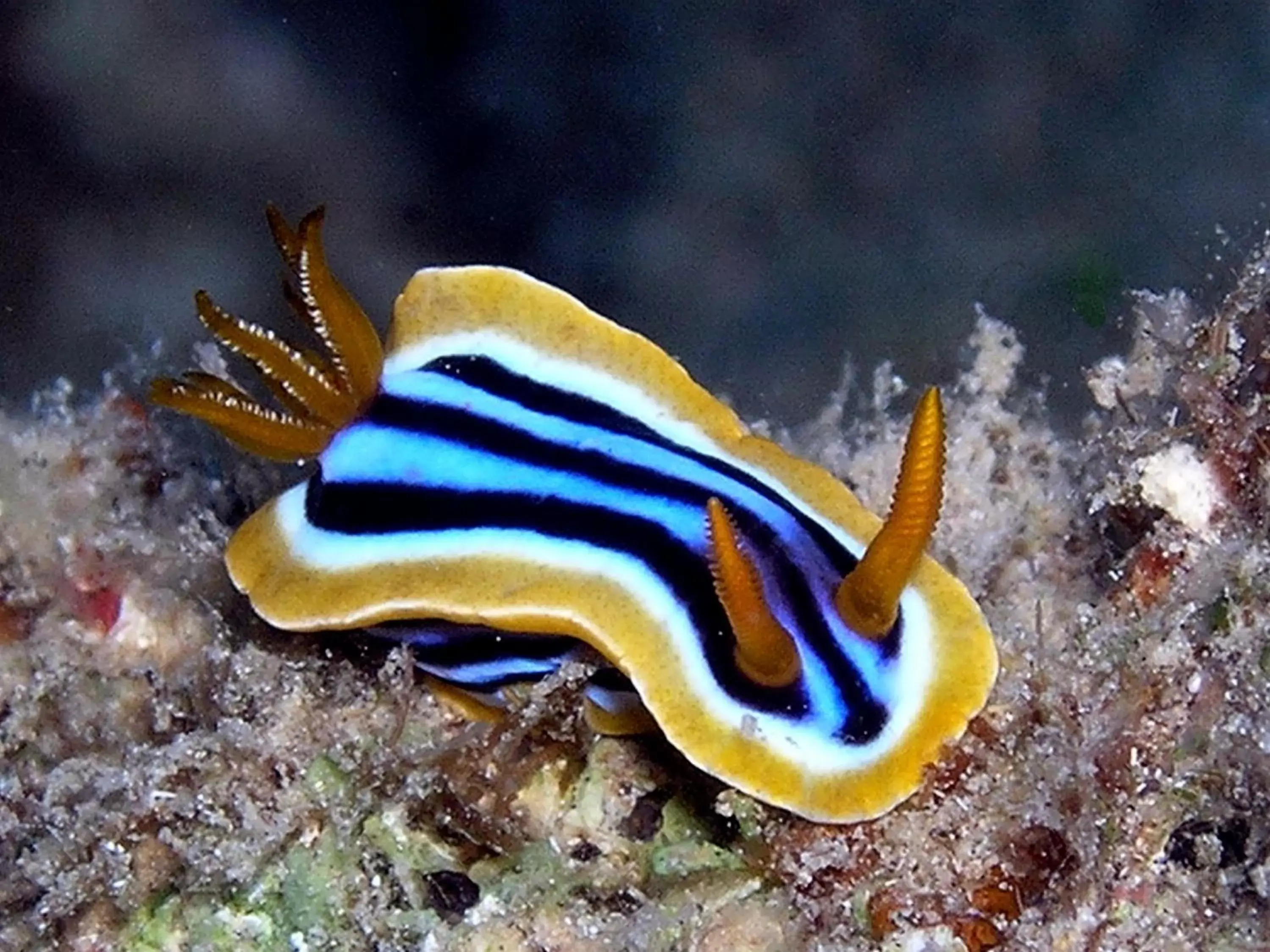 Snorkeling, Other Animals in Coral Sun Beach