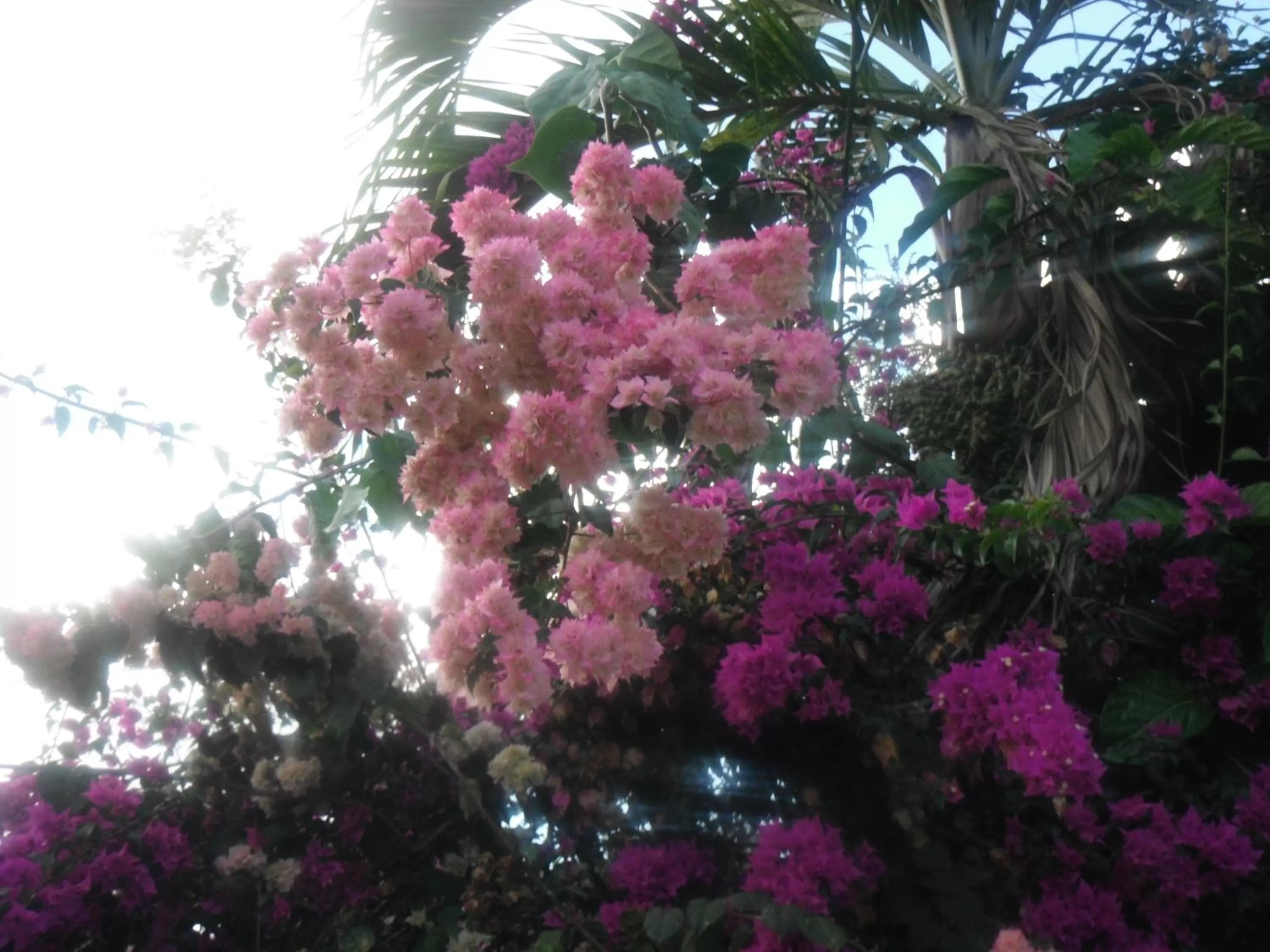 Bird's eye view in Classique International in Dominica