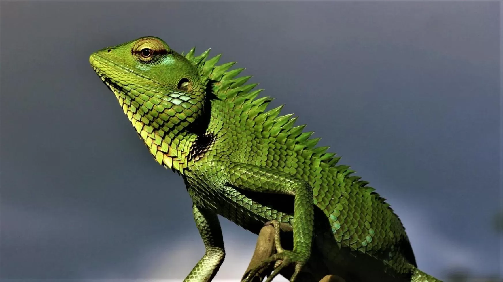 The Spice House Mirissa