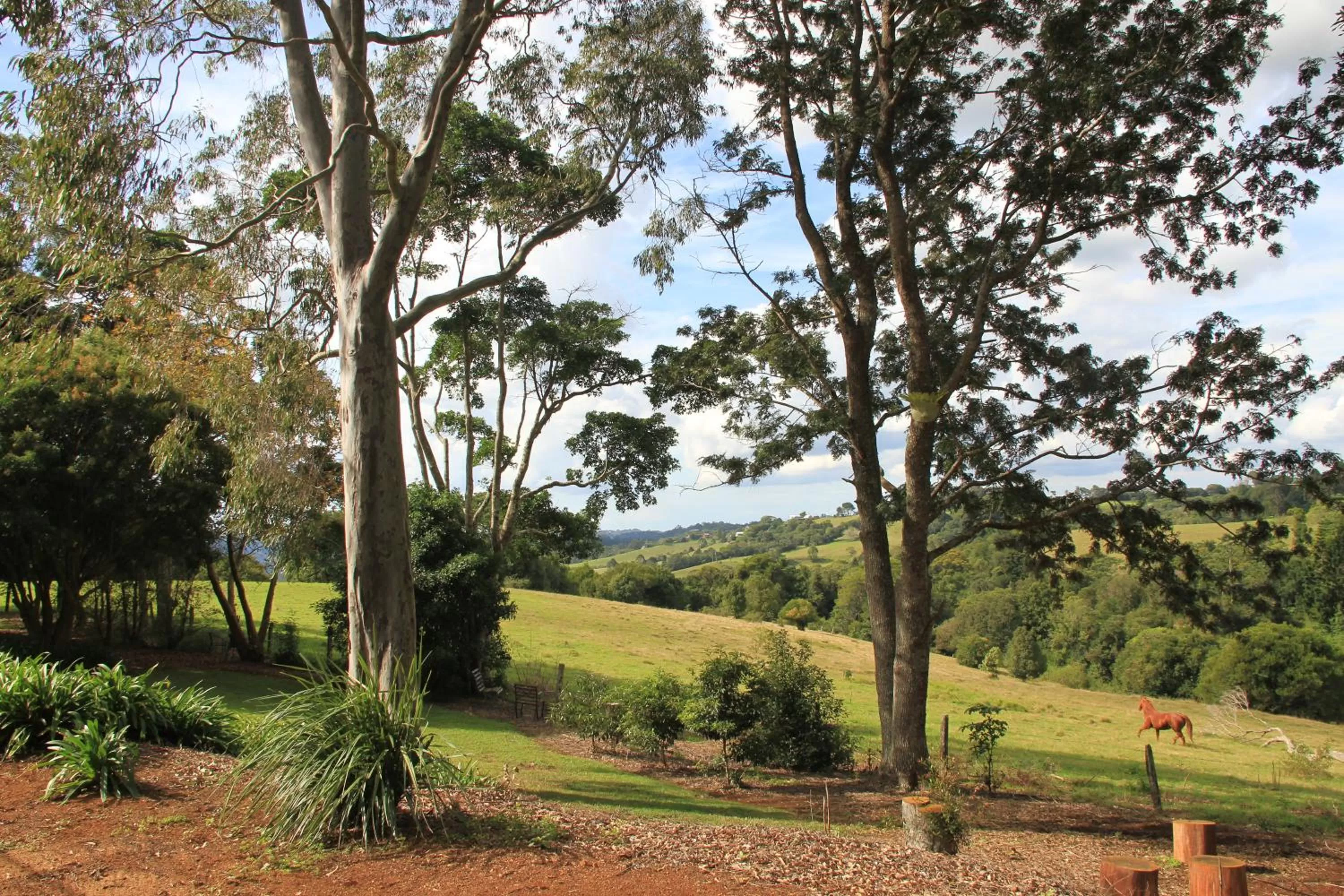 Garden in "Seasons of Maleny B&B"