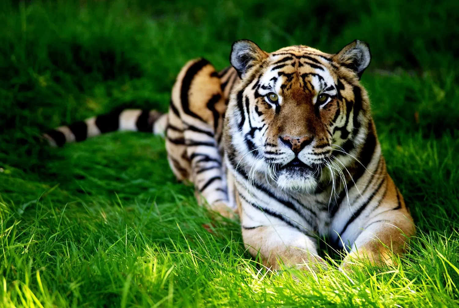 Animals in The Woburn