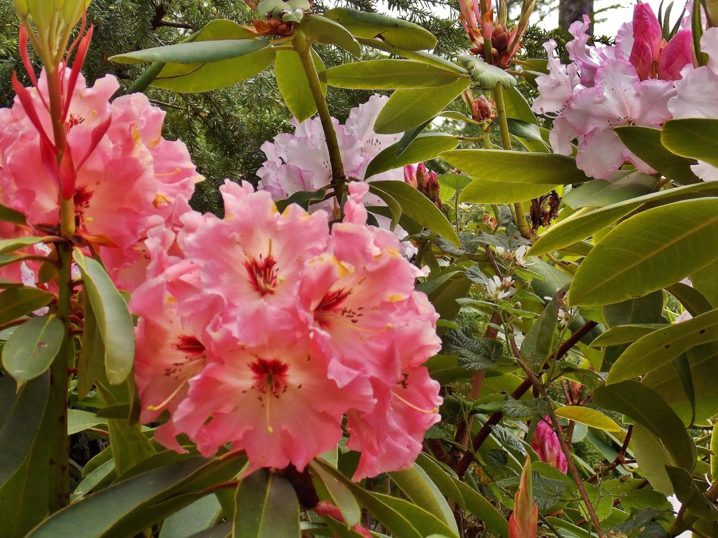 Garden in Brewery Gulch Inn & Spa
