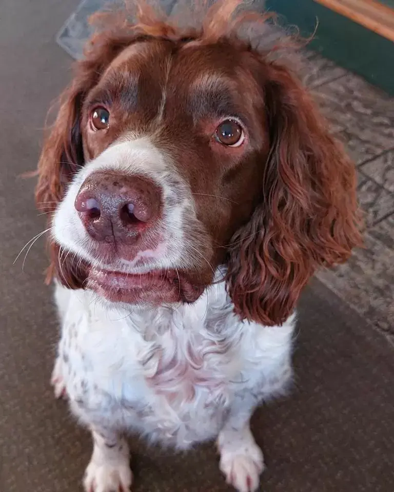 Pets in The Five Dials Inn