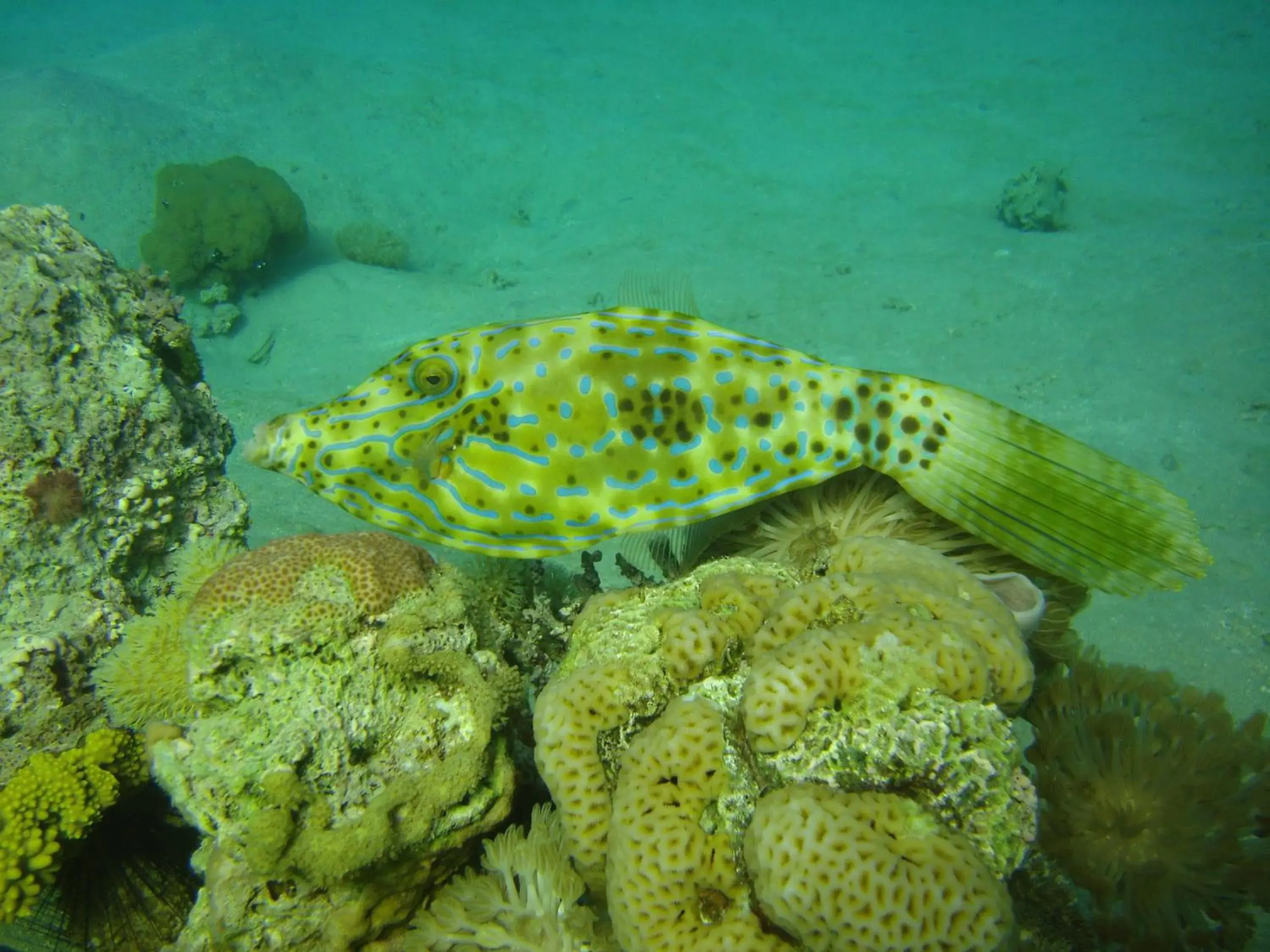 Diving, Other Animals in Red Sea Dive Center