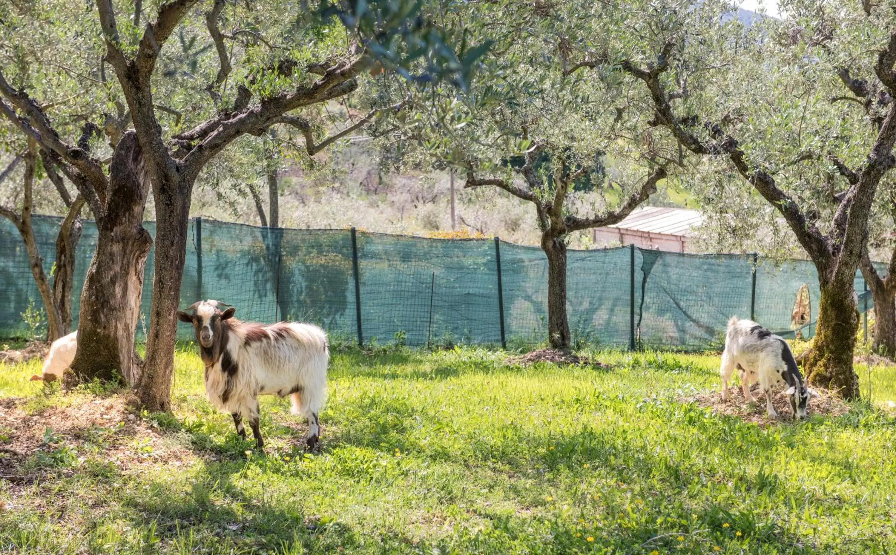 Pets in L'Agrifoglio di Assisi Residenza di Campagna