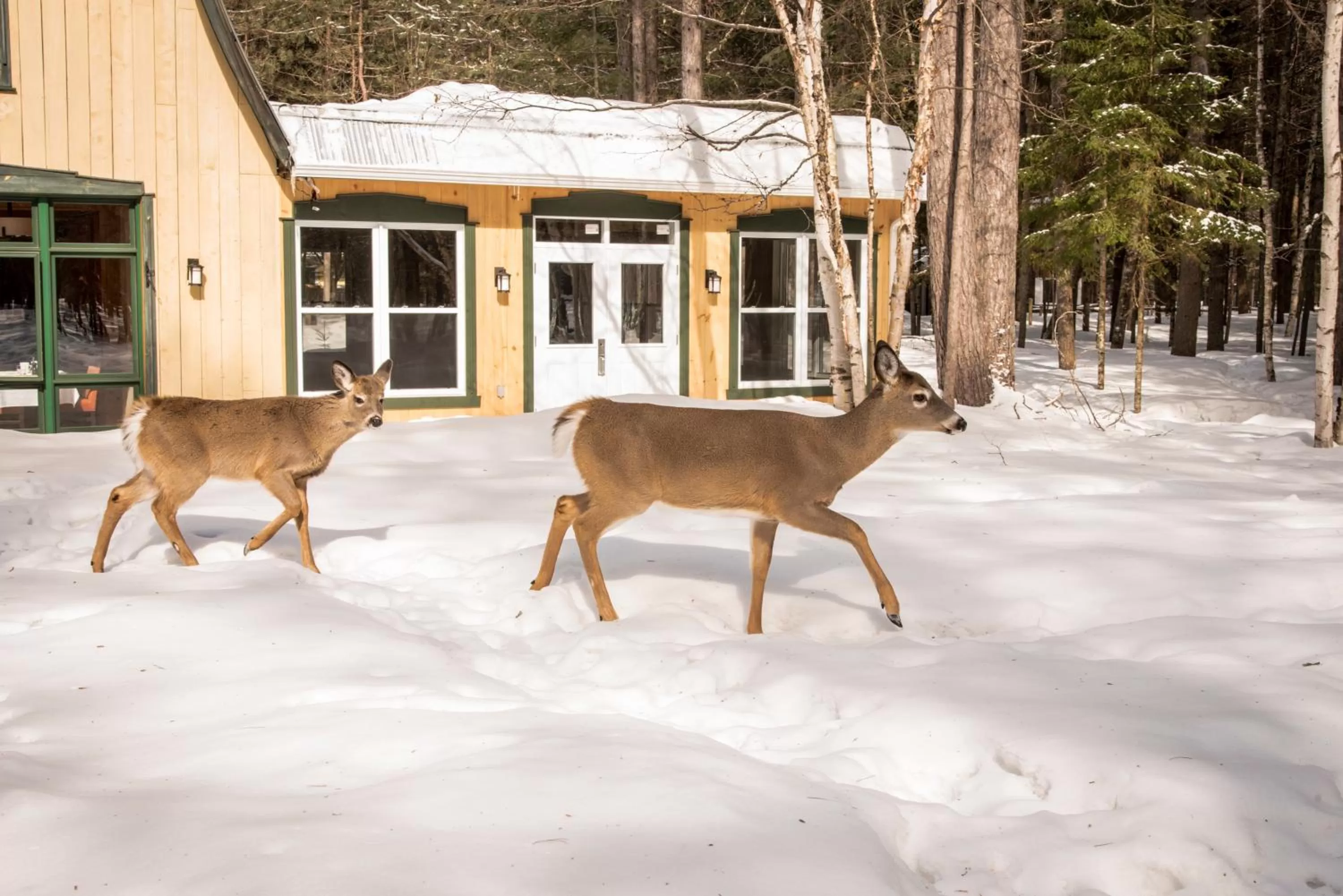 Other Animals in Auberge le Cosy