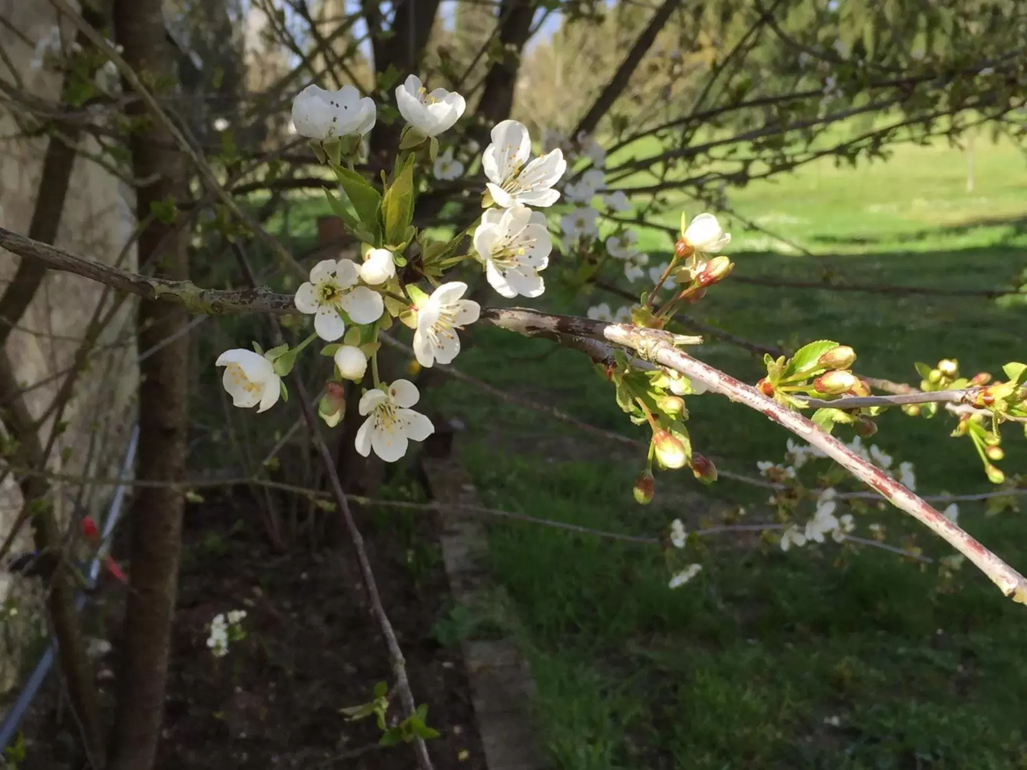 Spring, Garden in Les Colonnes De Chanteloup