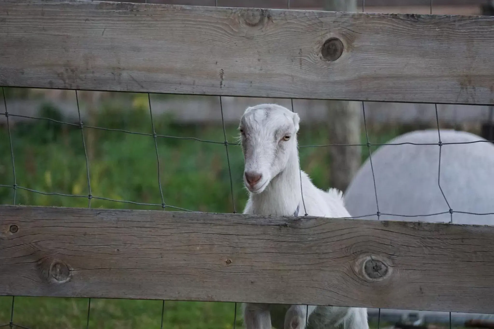 Animals, Other Animals in Rainbow Ridge Farms